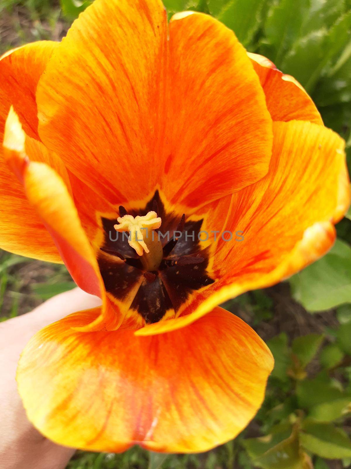 Opened tulip flower close-up on a background of greenery.