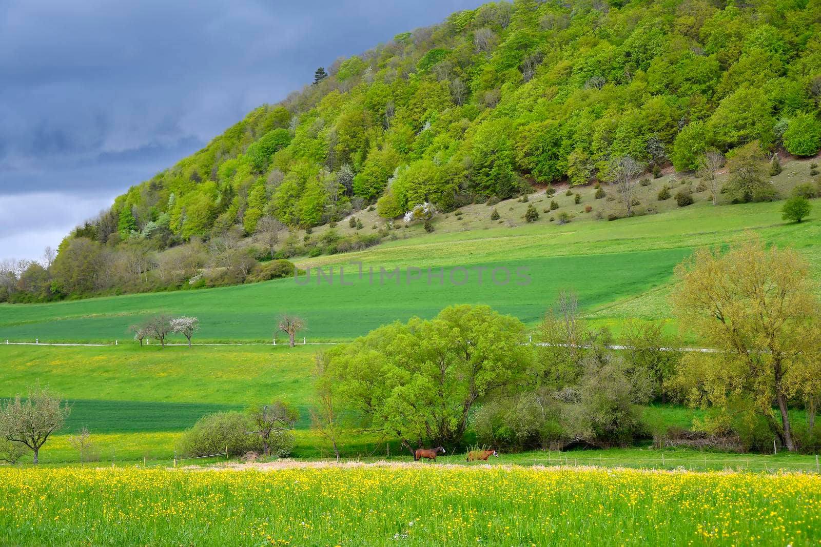Swabian highlands in spring with fresh green leaves and blooming meadows in Germany by Jochen