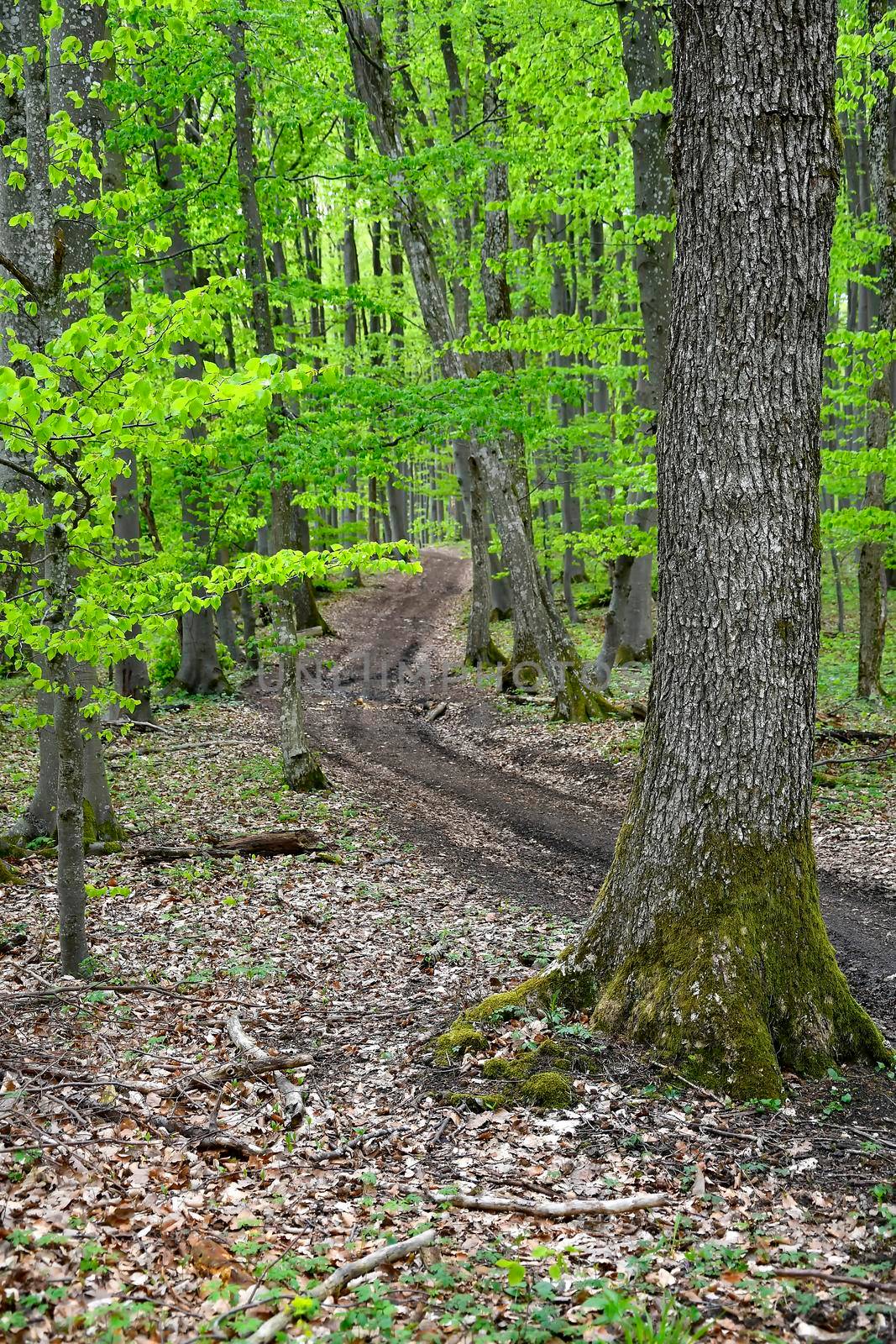 forest in springtime with first green leaves