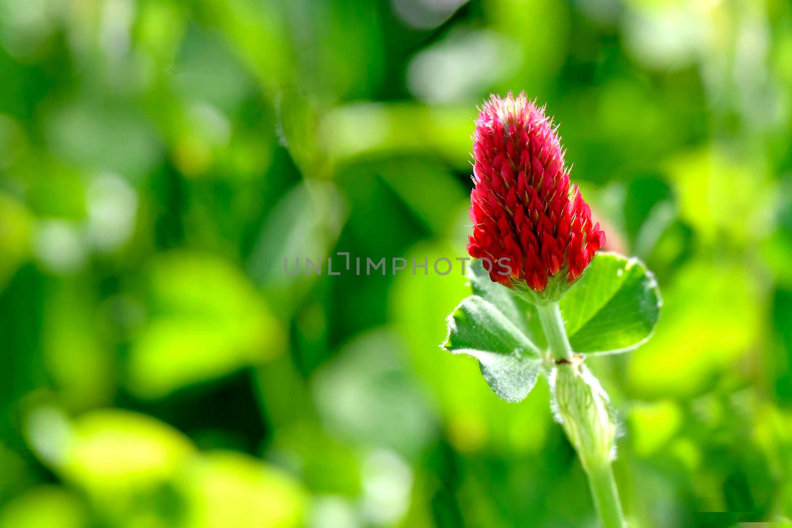 crimson clover with flower in spring in Germany by Jochen