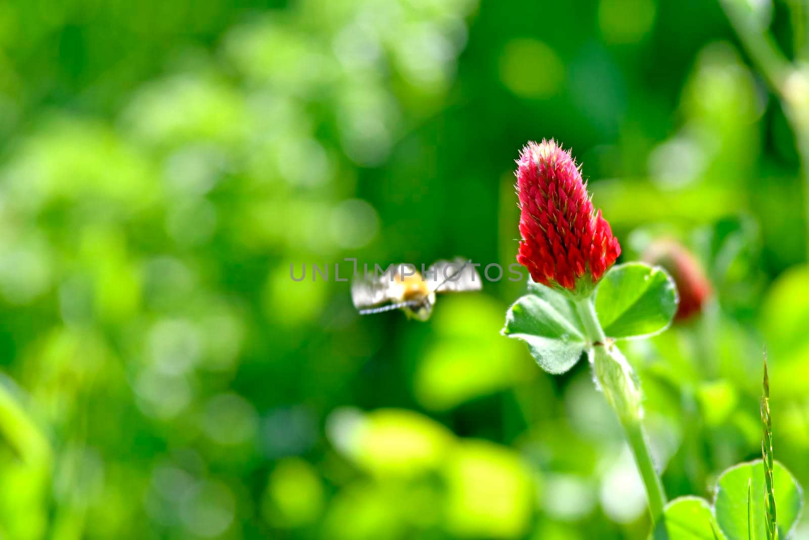 crimson clover with flower in spring in Germany by Jochen