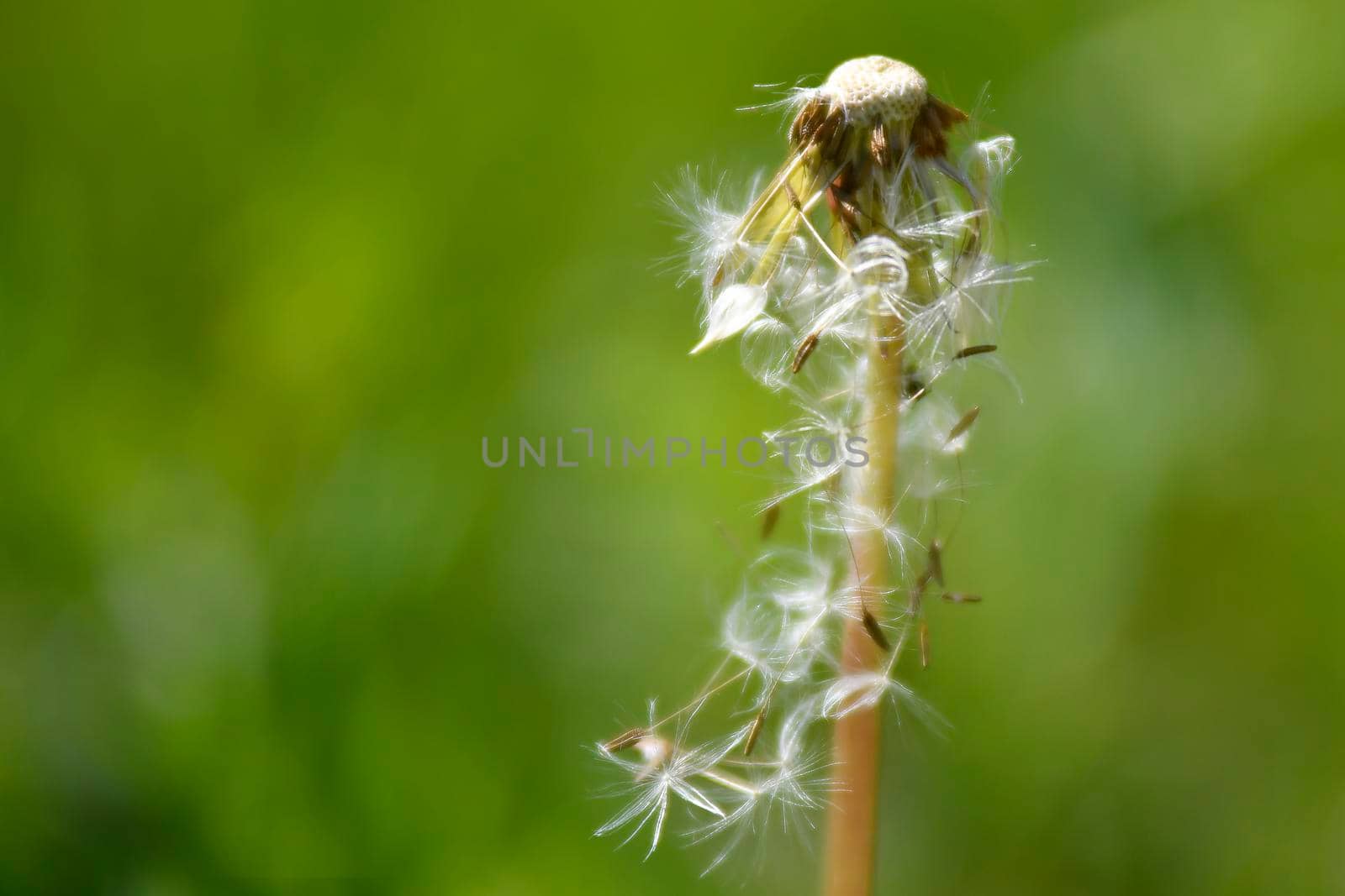 dandelion seeds flying away by Jochen