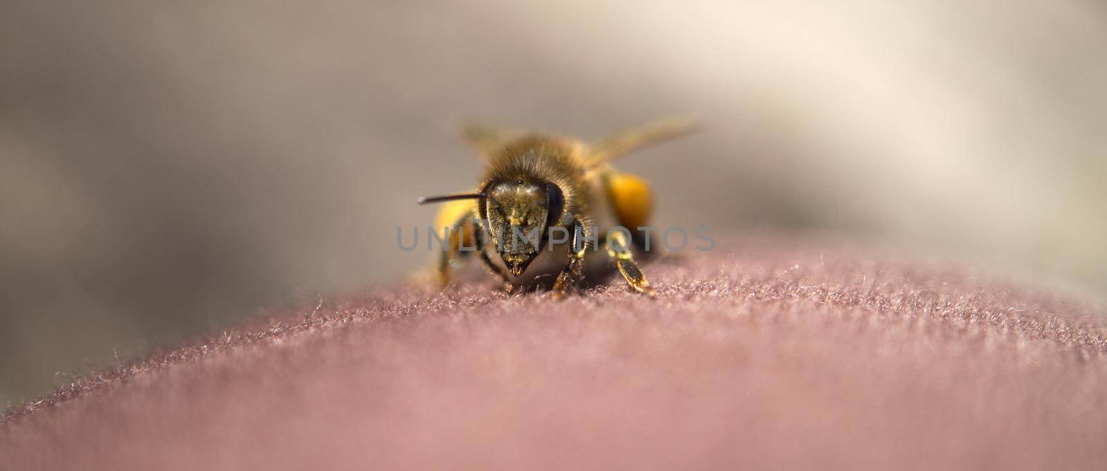 Western honey bee or European honey bee, Apis mellifera, macro front view