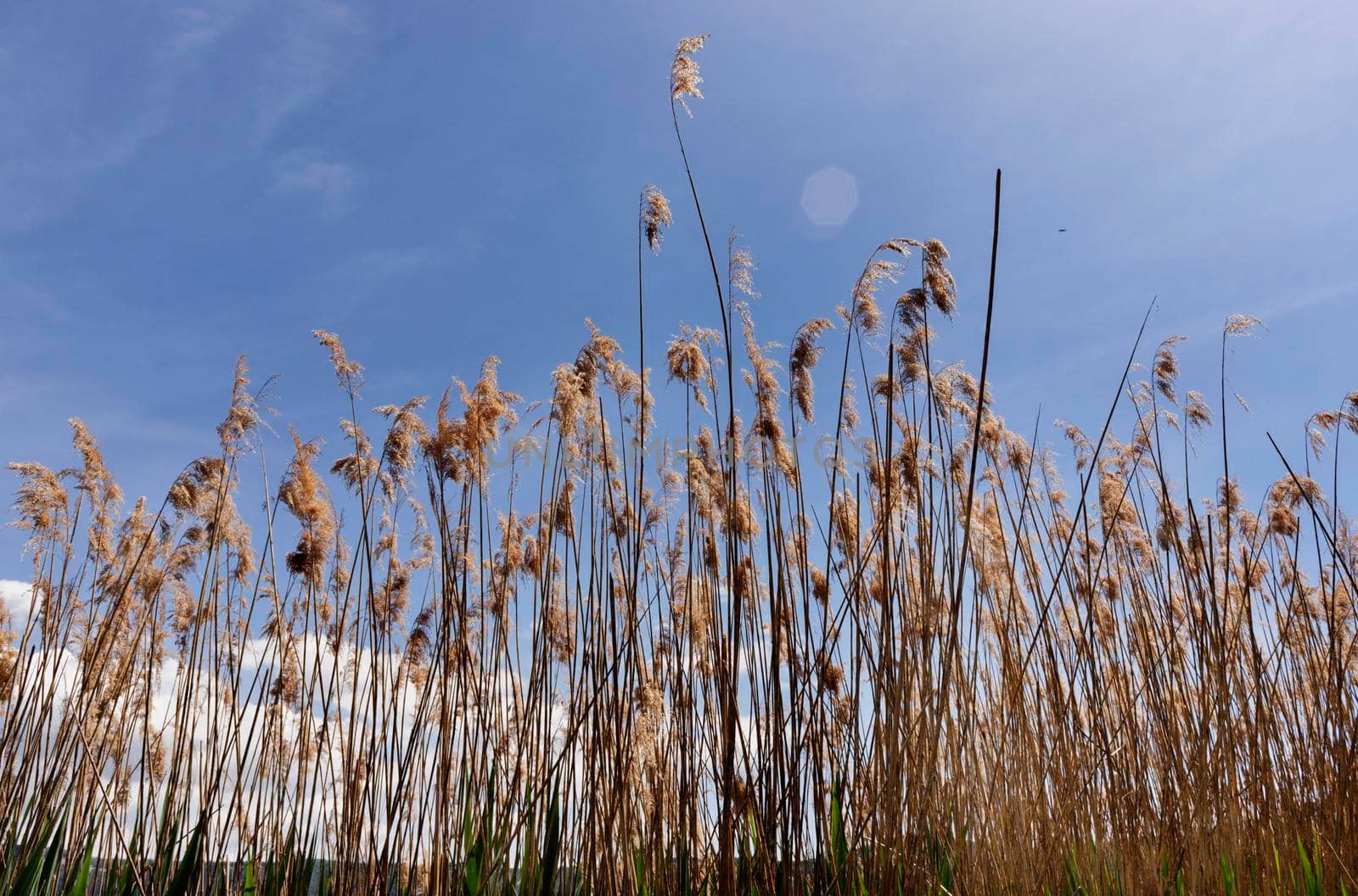 Long stems of common reeds with spikelets against blue sky, aquatic plant
