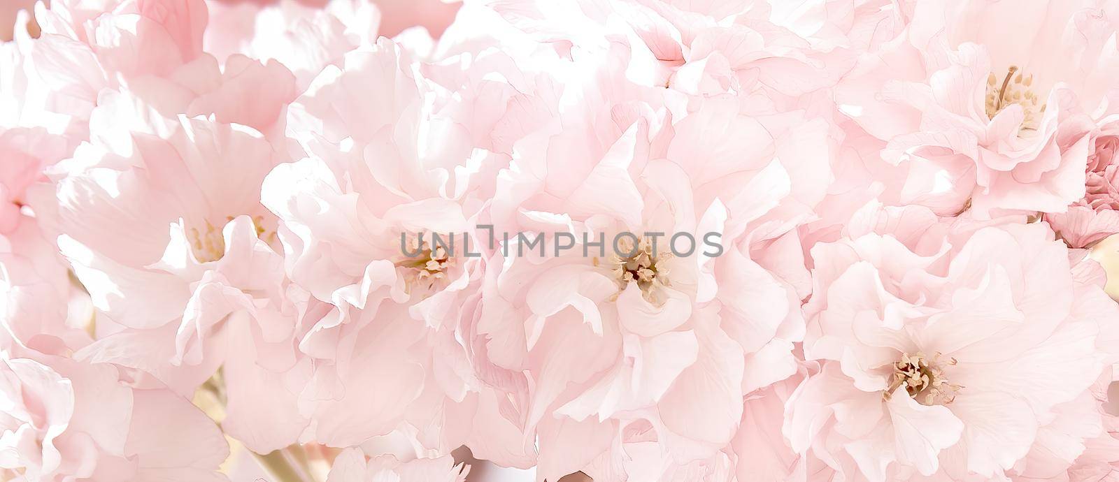 Sakura flowers in sun light. Pink flowers of spring cherry blossoms. Background with flowers on a spring time