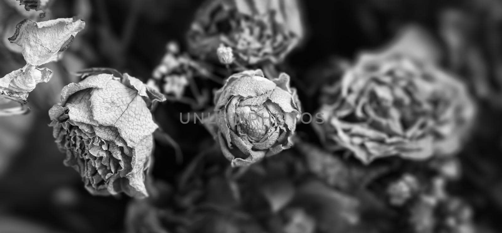 Black and white dry bouquet by palinchak