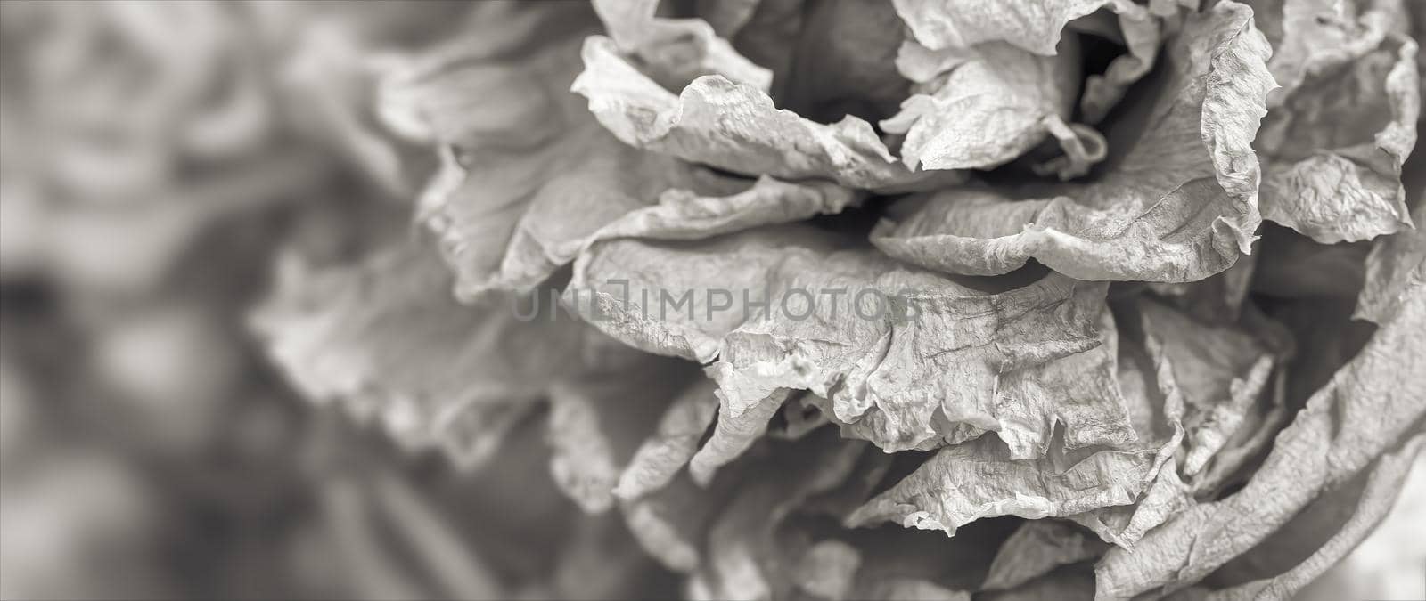 Dry roses. Close-up black and white image of dried rose flowers in a bouquet. Life and death concept. Withered flowers