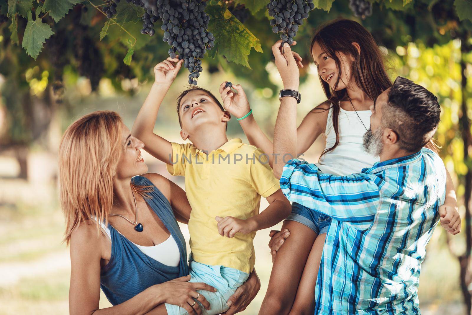 Family In The Vineyard by MilanMarkovic78