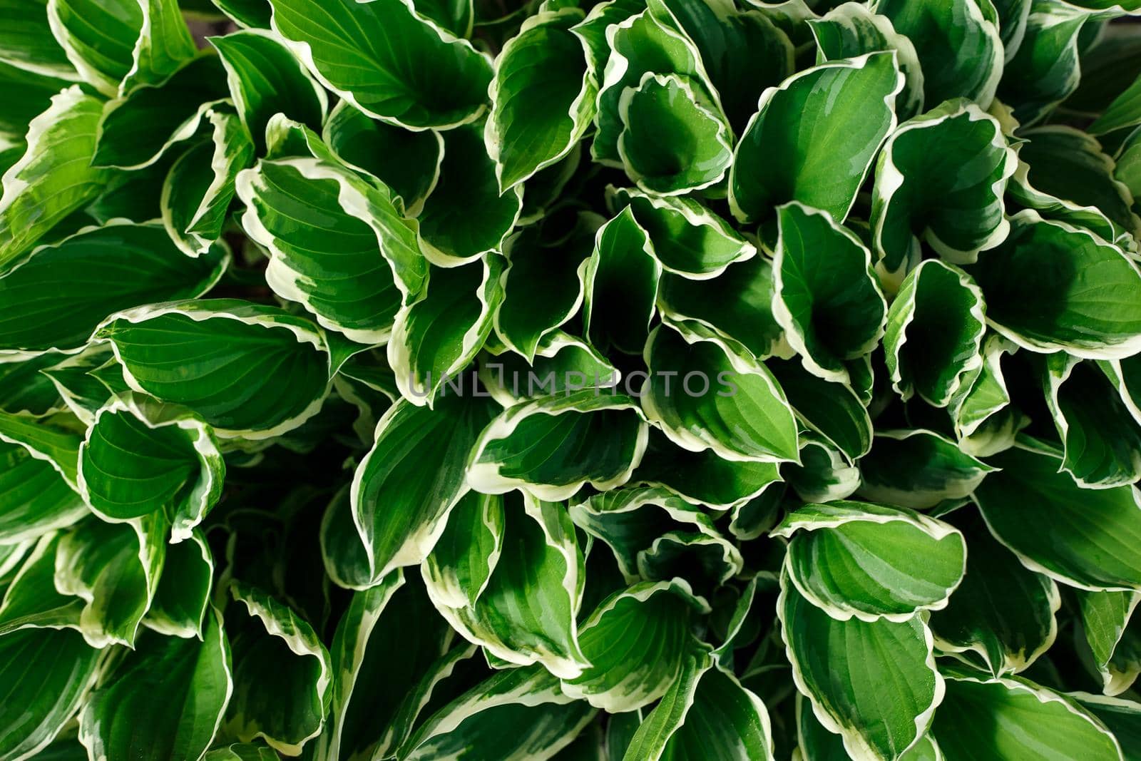 Hosta leaves background pattern. Close up of plantain lily leaves. Top view, copy space. 