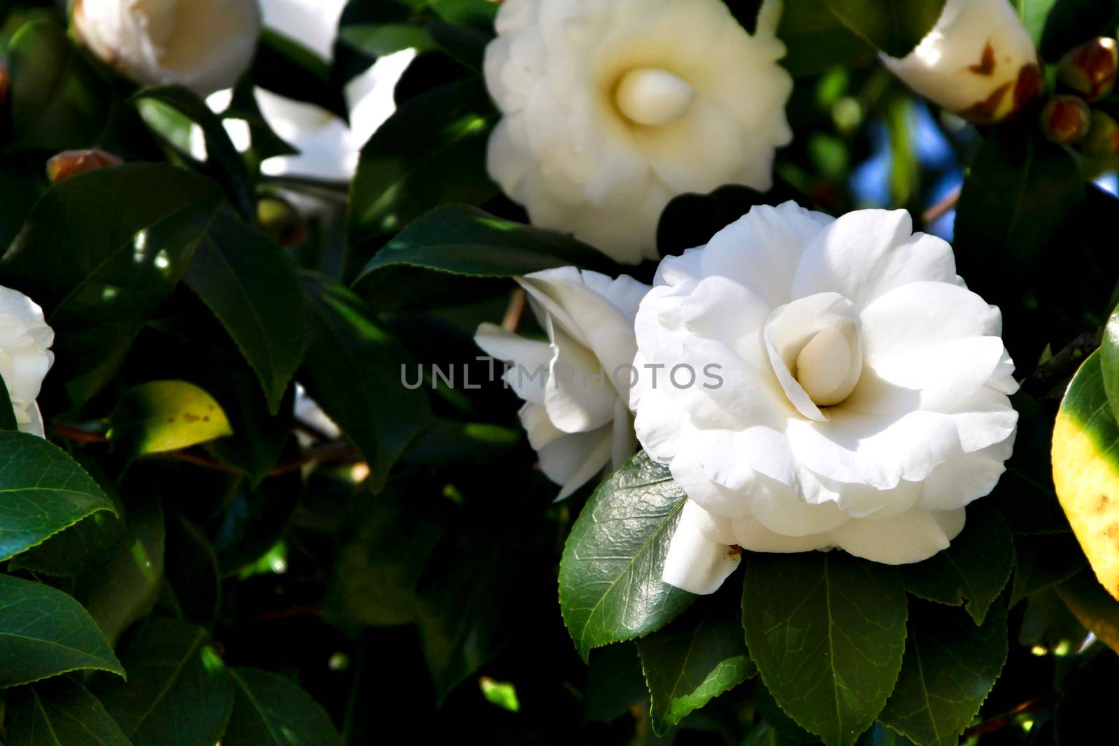 Beautiful white camellia Japonica flowers in a garden in Guimaraes, Oporto