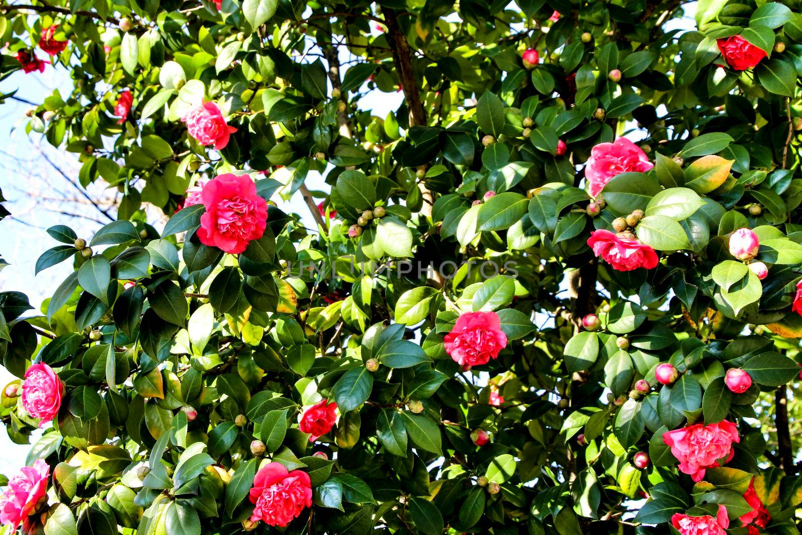 Beautiful pink camellia Japonica flowers in a garden in Guimaraes, Oporto
