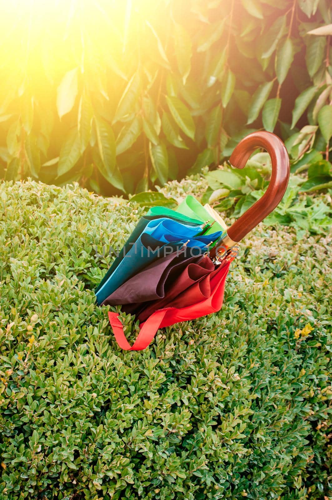 rainbow colored umbrella sticks out in boxwood bushes in the park after rain. LGBT Community Concept. Rainbow flag