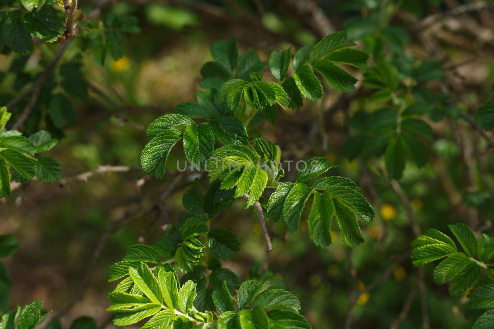 Selective focus, close up of eglantine young small leaves at sunny day. Concept of home gardening and nature