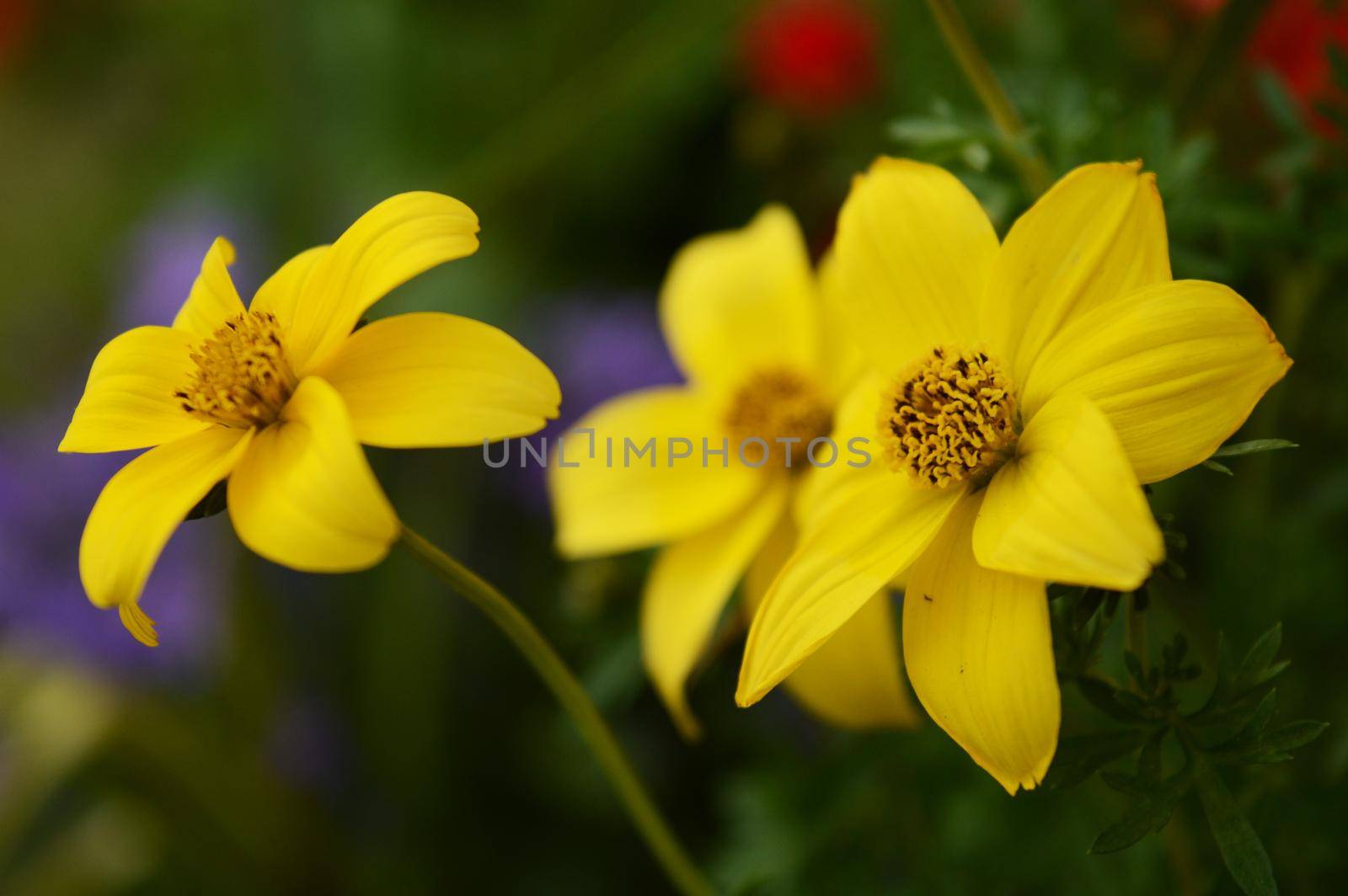 A closeup of some yellow flowers in a mix of greenery.