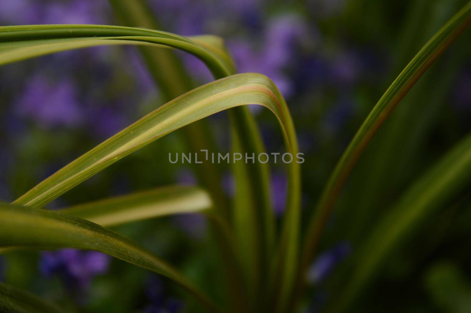 A closeup shot of shot tall green grass with a shallow dof.