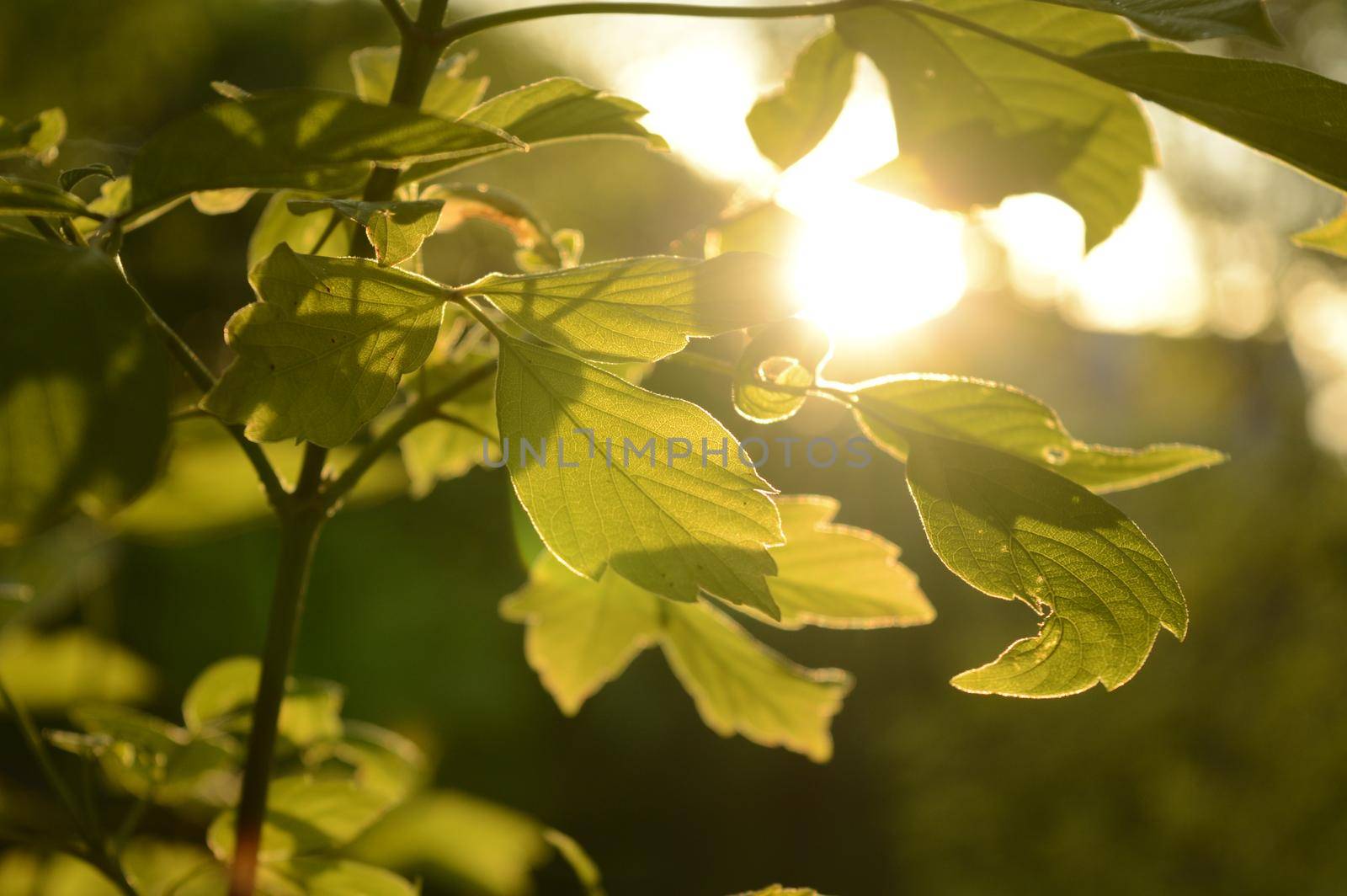A beautiful sunshine peeks through the fresh green leaves of this clean environment image.