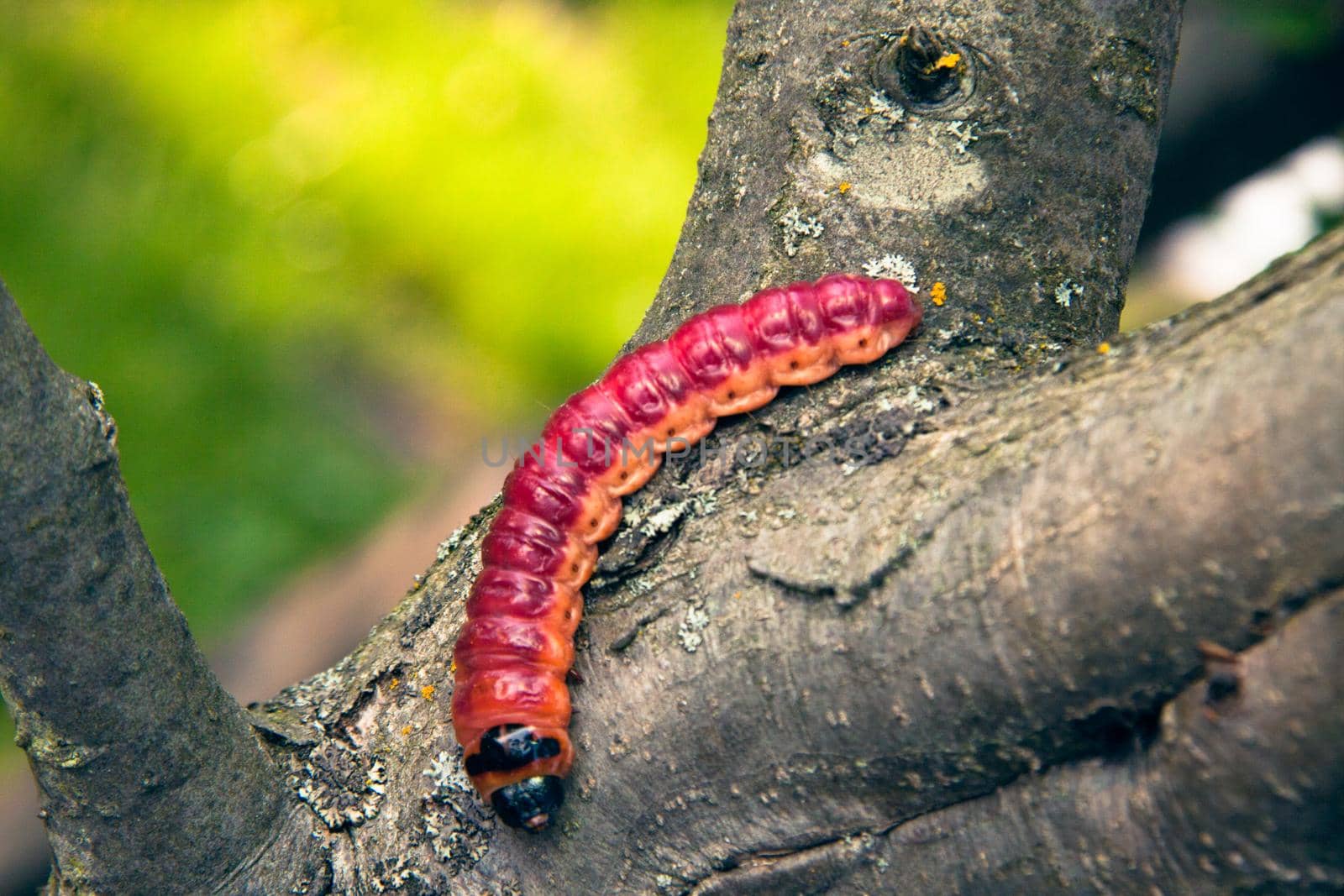 The huge, bright caterpillar creeps on a tree