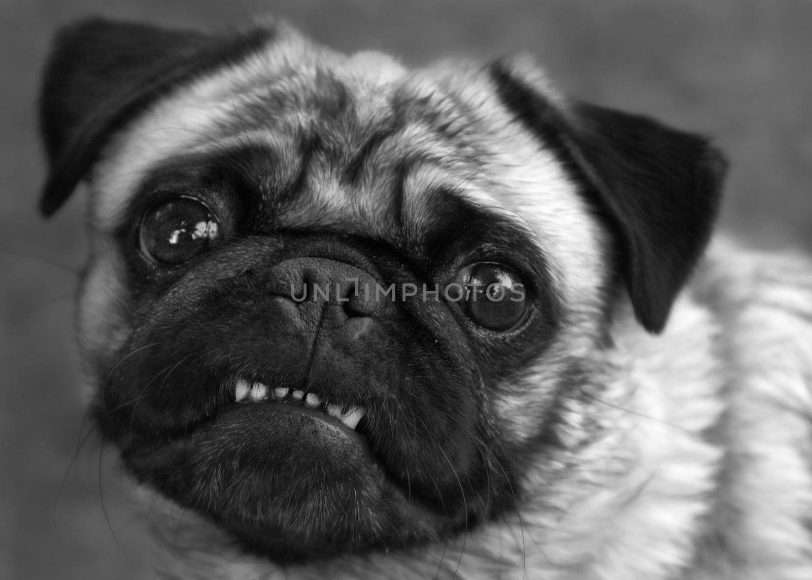 The Smiling Pug by AlphaBaby