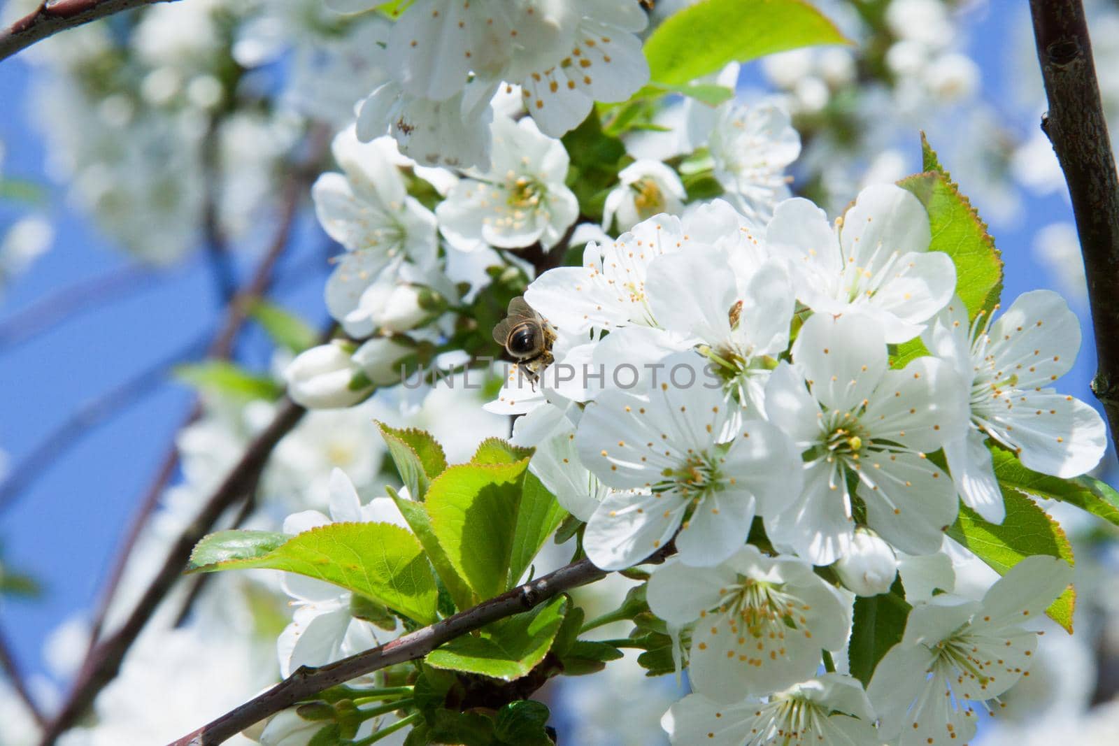 tree branch of Apple blossoms white flowers, a bee sitting on a flower