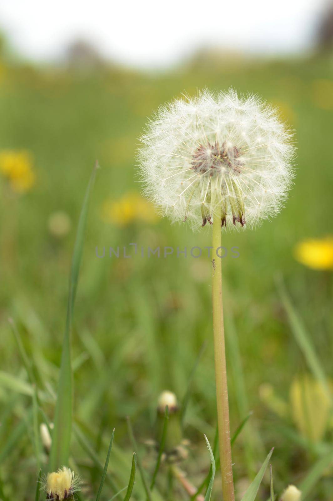 Dandelion Gone to Seed by AlphaBaby