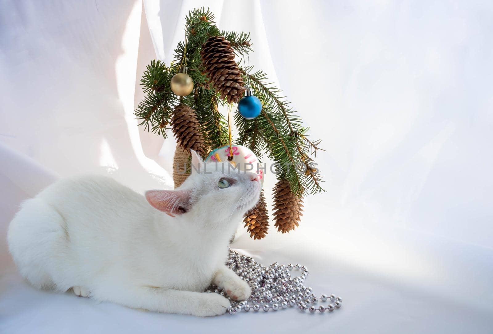 New Year's Eve, 2022.A white curious cat sits next to a Christmas tree bouquet.