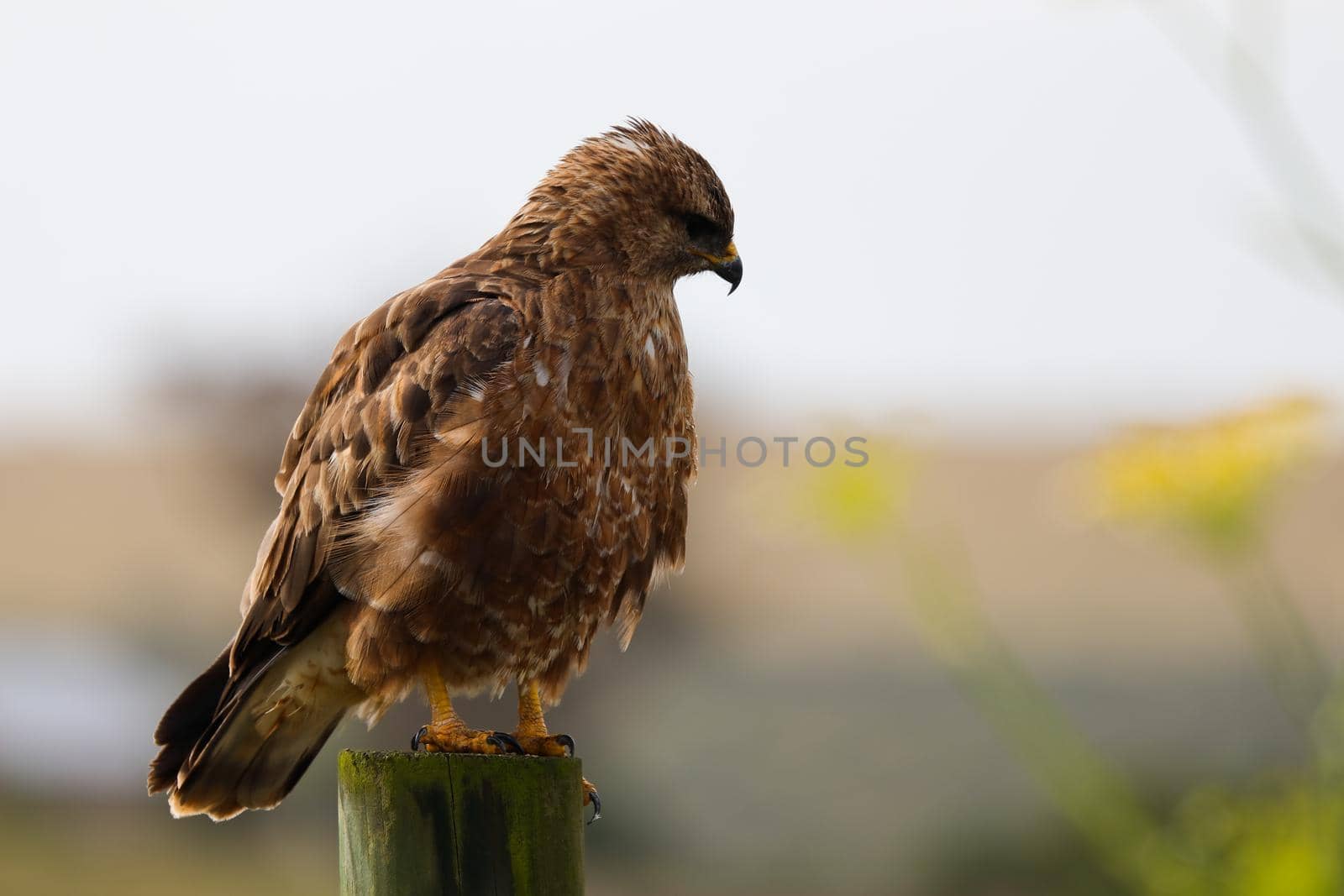 Large steppe buzzard (Buteo buteo) perching on a wood post looking away, Mossel Bay, South Africa