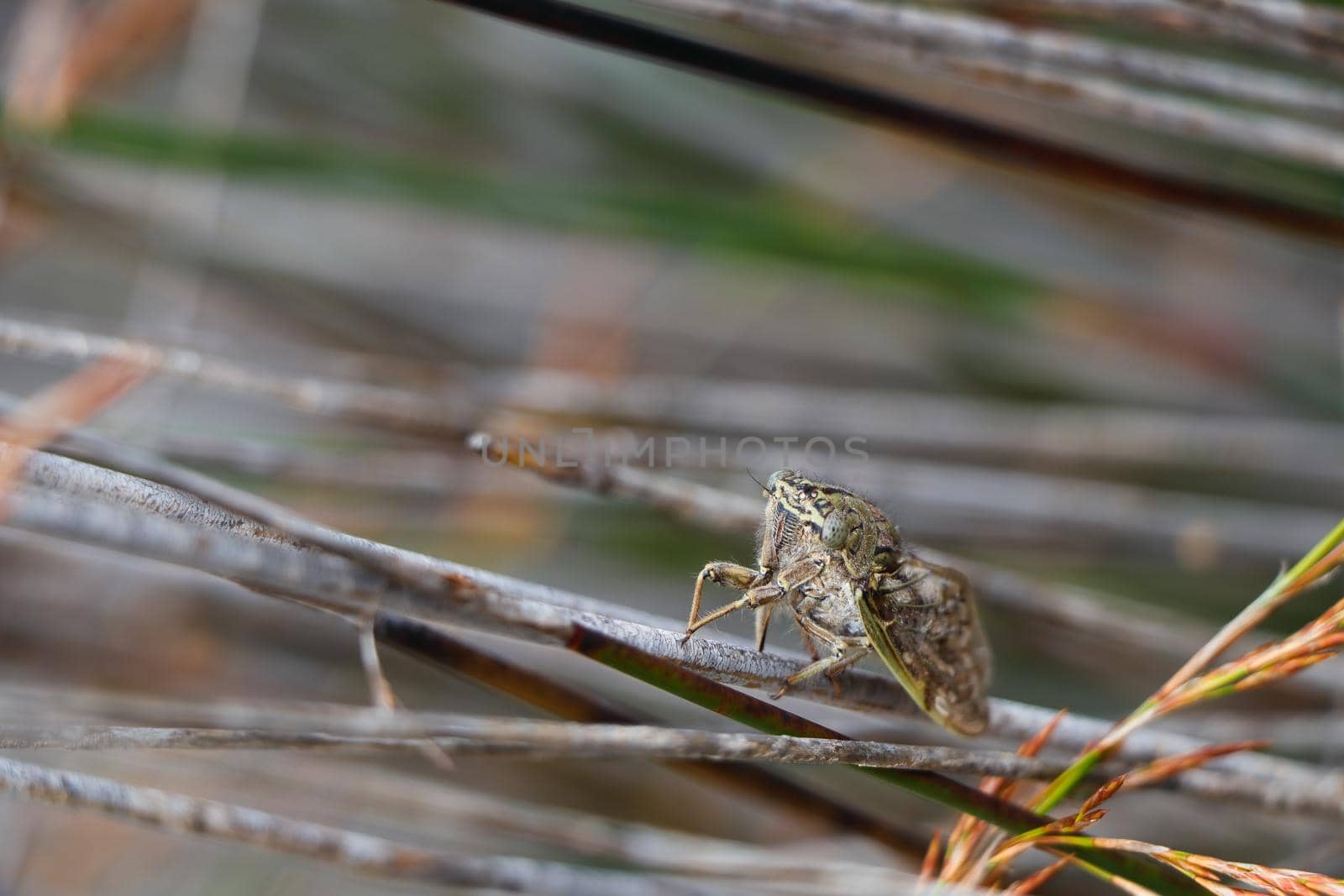 Cicada Beetle On Restio Grass (Capcicada decora) by jjvanginkel