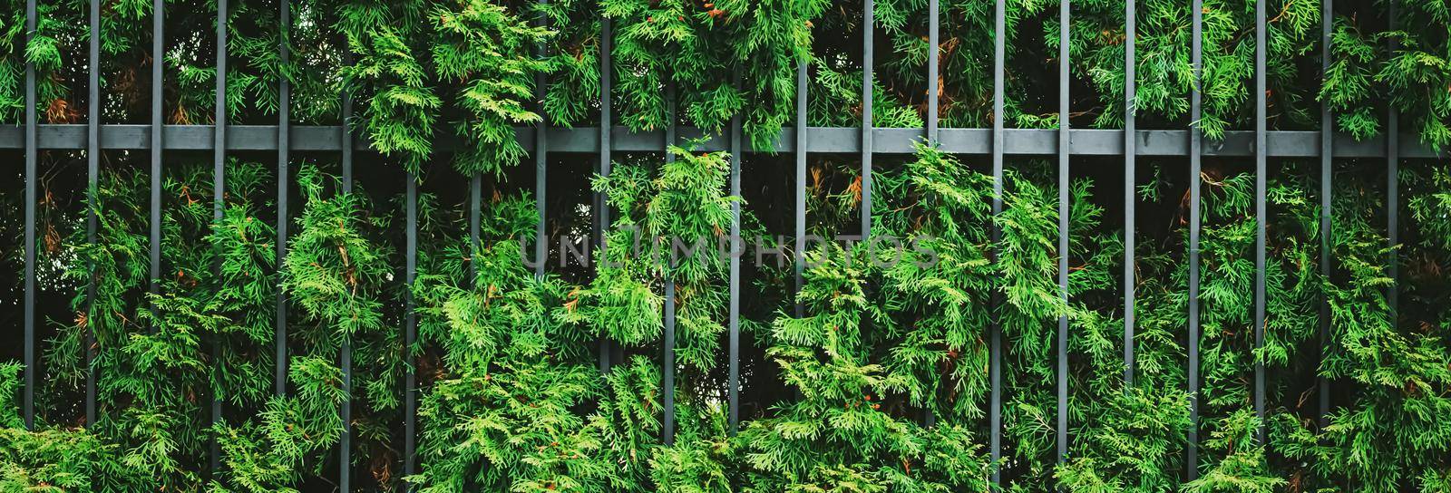 Green plant wall and fence as plant texture, nature background and botanical design by Anneleven