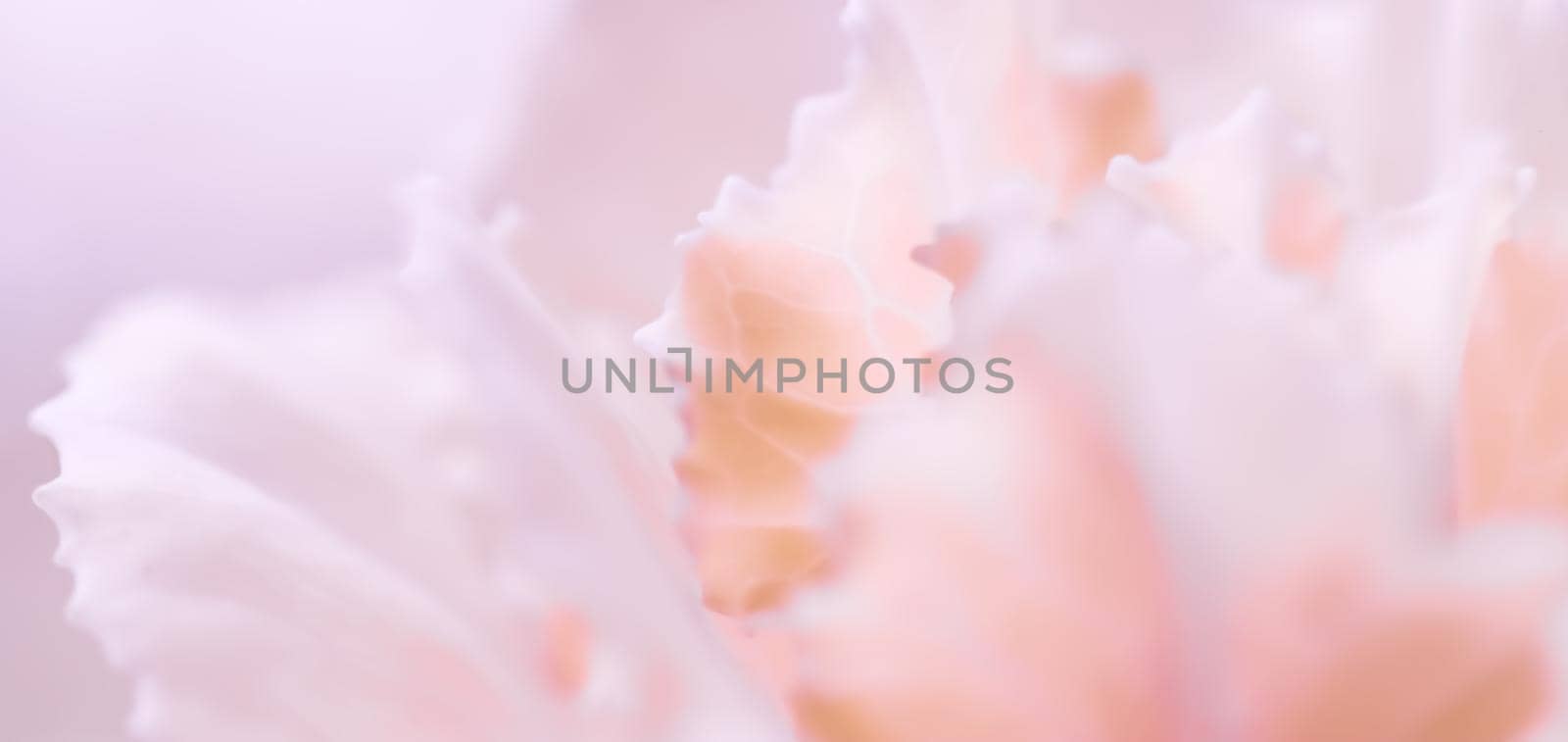 Retro art, vintage card and botanical concept - Abstract floral background, pale pink carnation flower. Macro flowers backdrop for holiday brand design