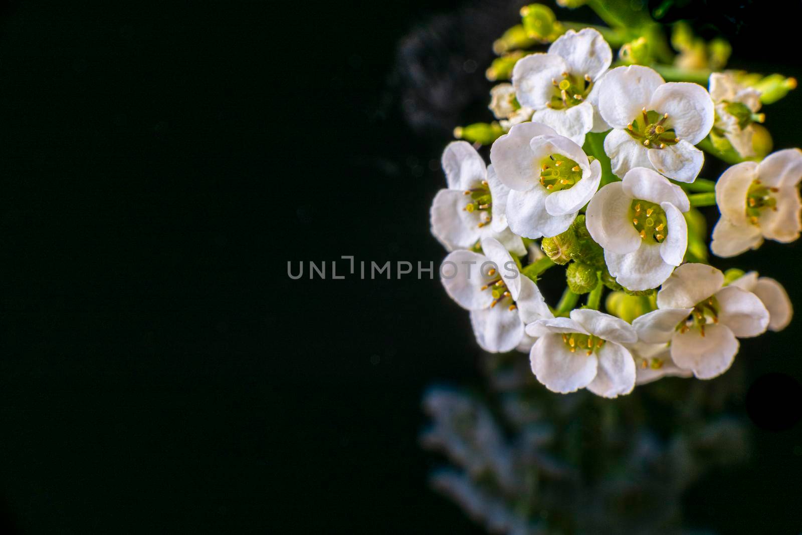 Close Up of Sweet alyssum white flowers on a black mirror. Dark reflection with copy space. Isolated on Black background. High quality photo