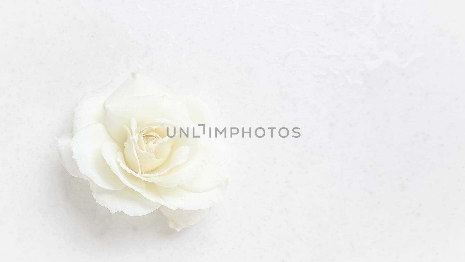 Beautiful white rose on white background. Ideal for greeting cards for wedding, birthday, Valentine's Day, Mother's Day