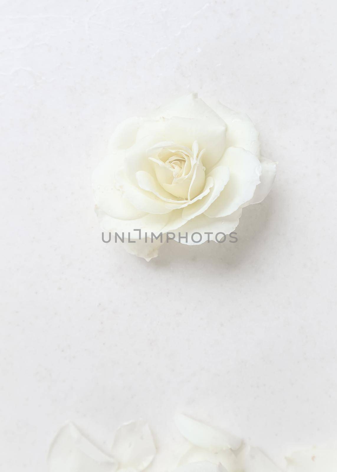 Beautiful white rose and petals on white background. Ideal for greeting cards for wedding, birthday, Valentine's Day, Mother's Day