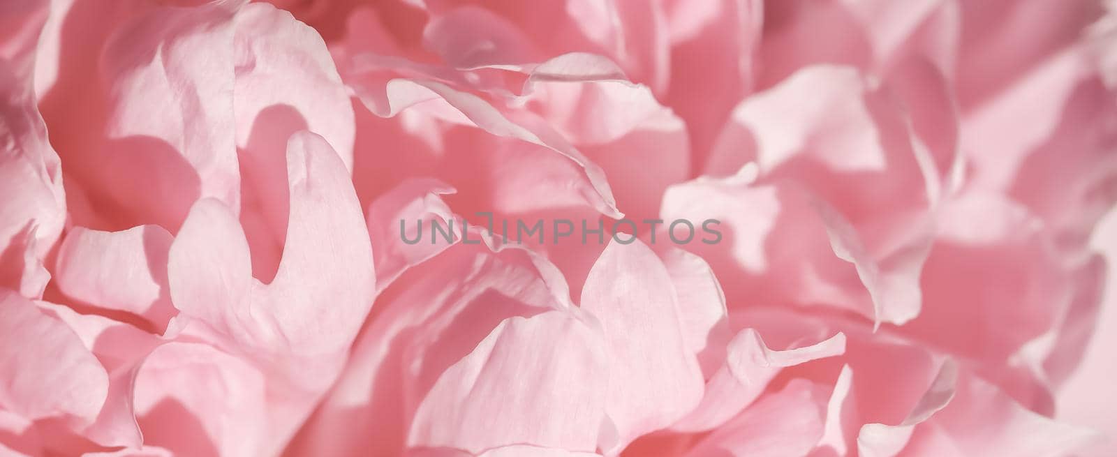 Botanical concept, invitation card - Soft focus, abstract floral background, pink peony flower petals. Macro flowers backdrop for holiday brand design