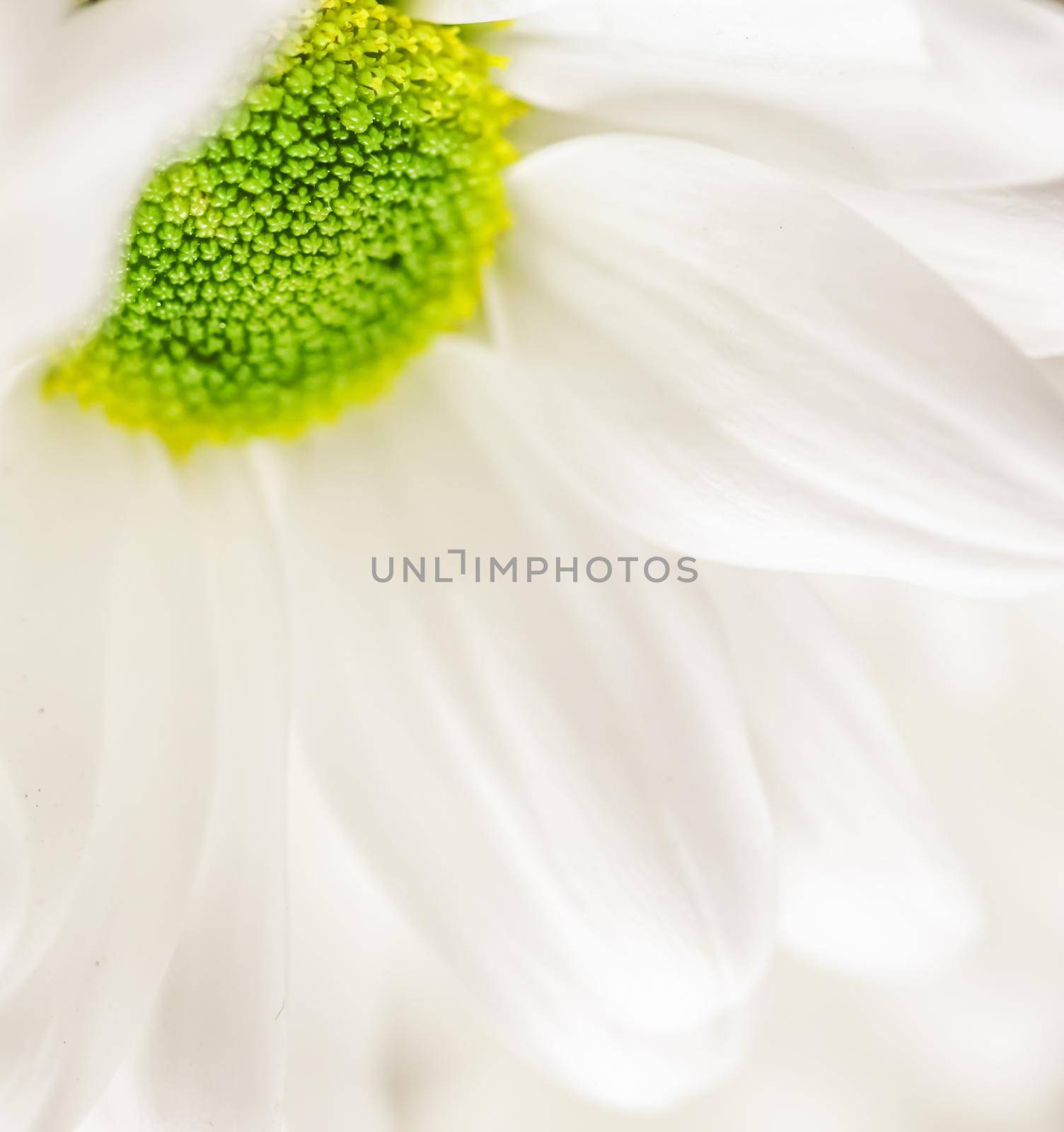 Soft focus, retro art, vintage card and botanical concept - Abstract floral background, white chrysanthemum flower petals. Macro flowers backdrop for holiday brand design