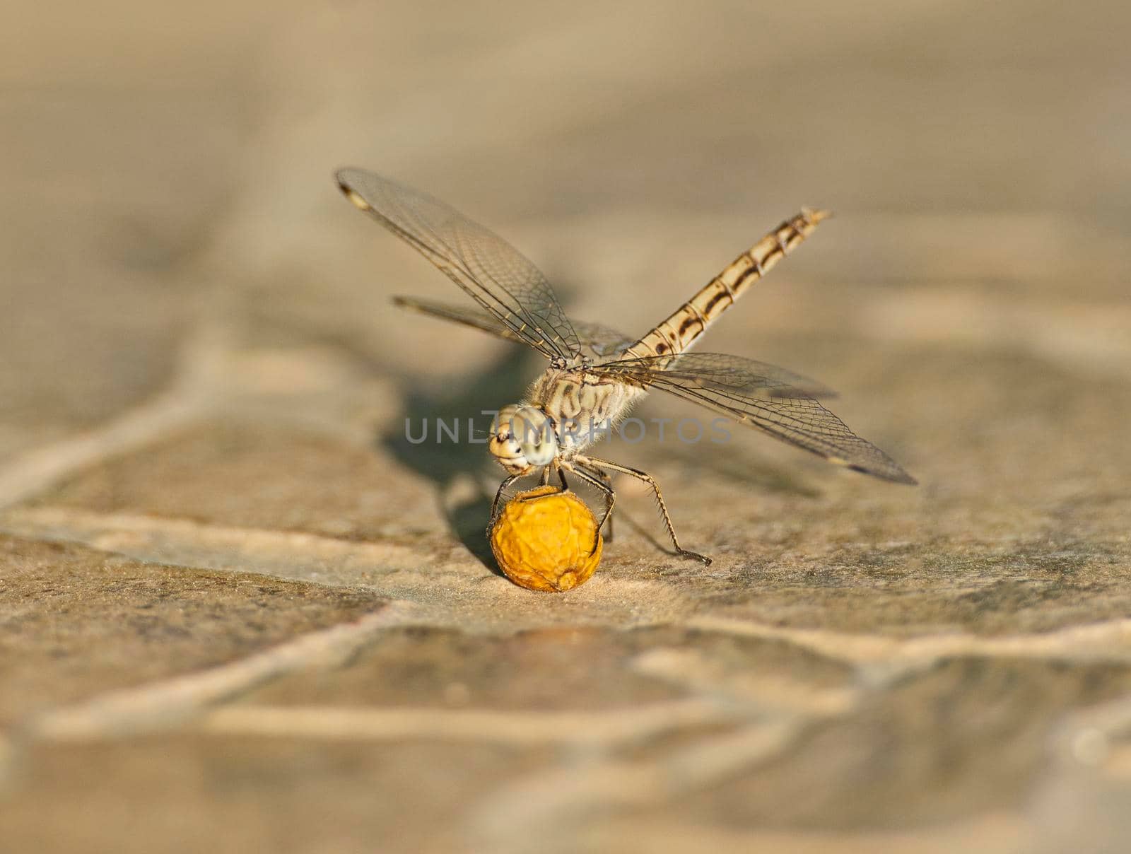 Closeup macro detail of wandering glider dragonfly Pantala flavescens on paving stone pathway with seed pod