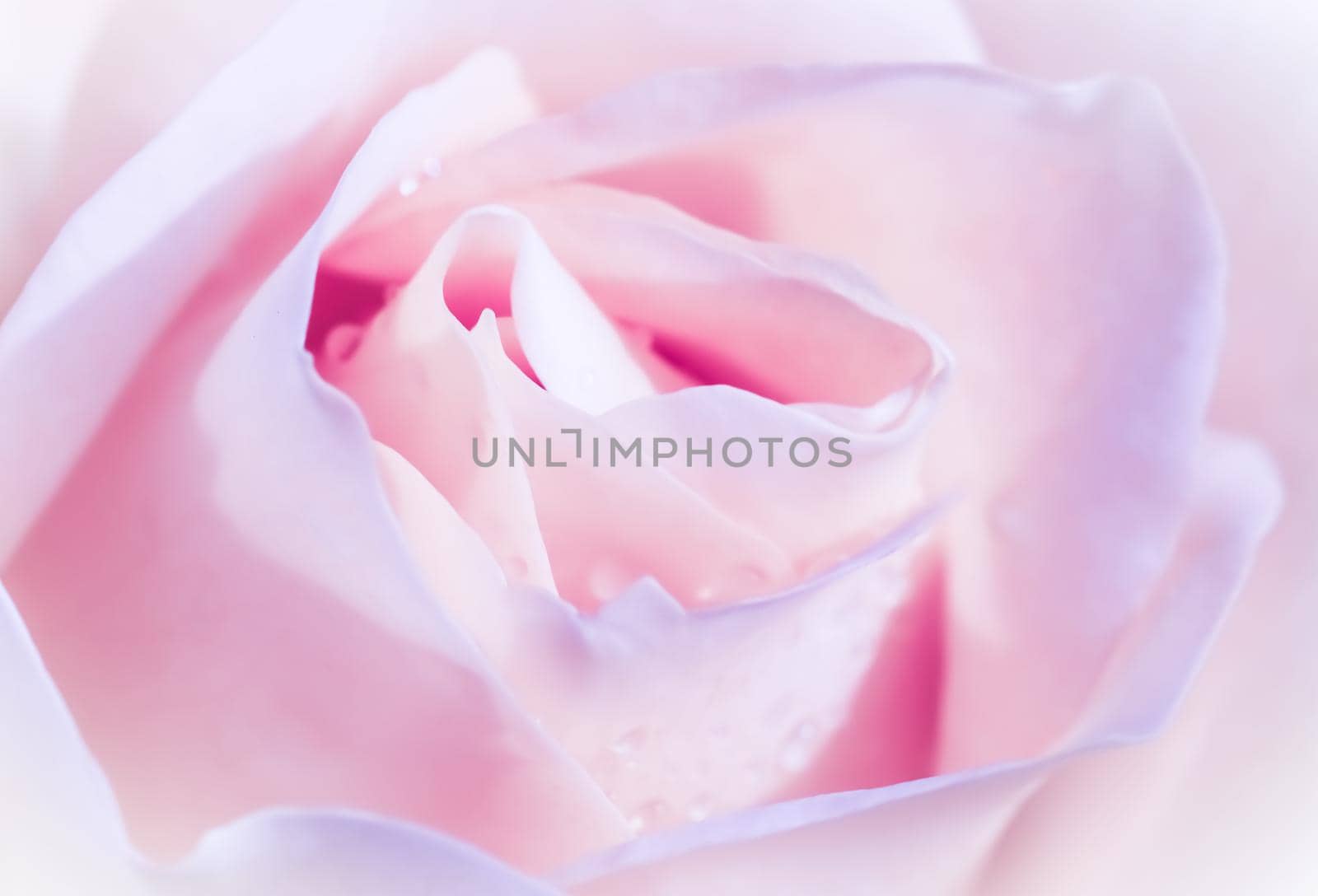 Soft focus, abstract floral background, pink white rose flower. Macro flowers backdrop for holiday brand design by Olayola
