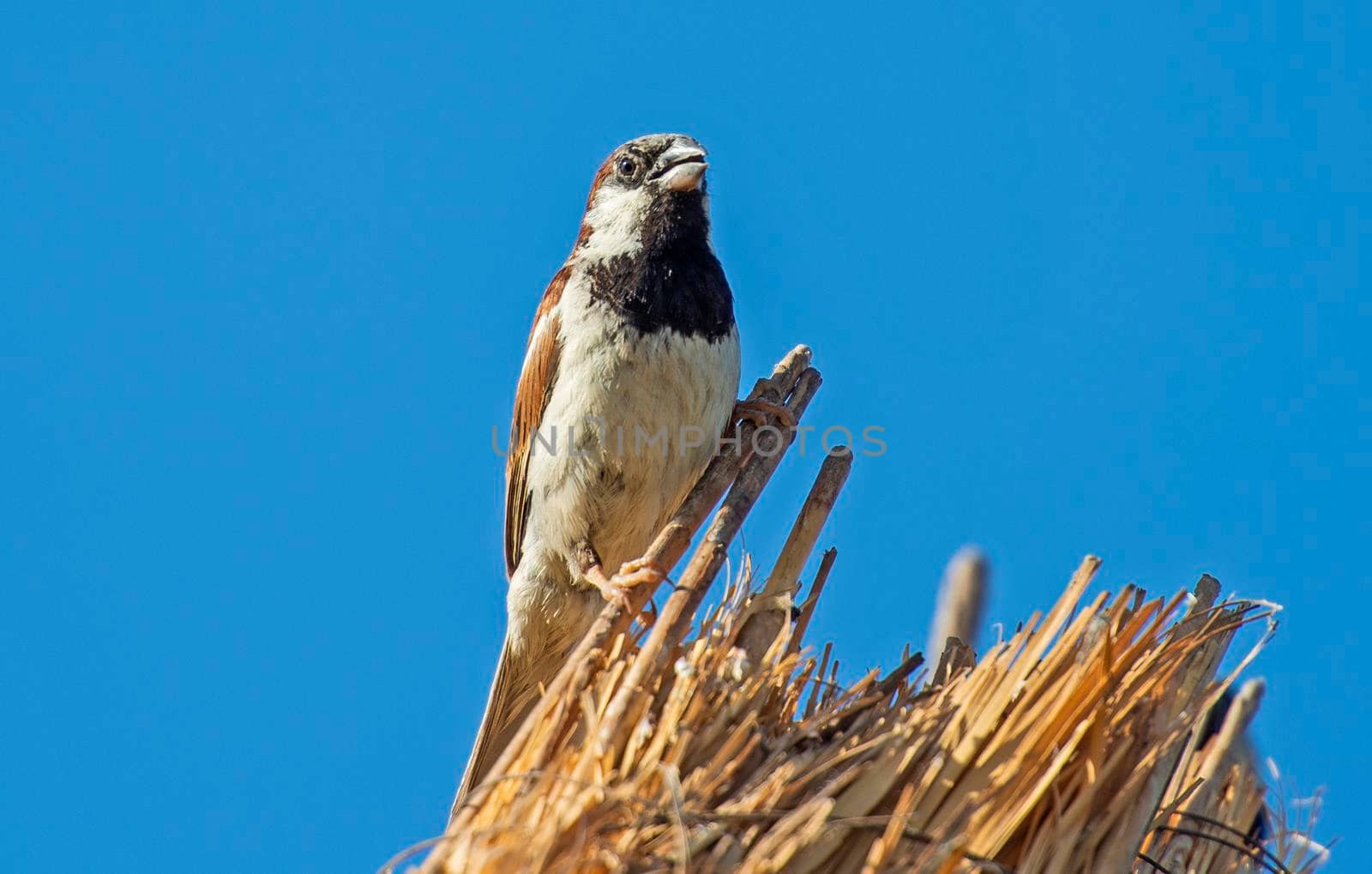 House sparrow passer domesticus stood perched on top of straw thatched roof against blue sky background