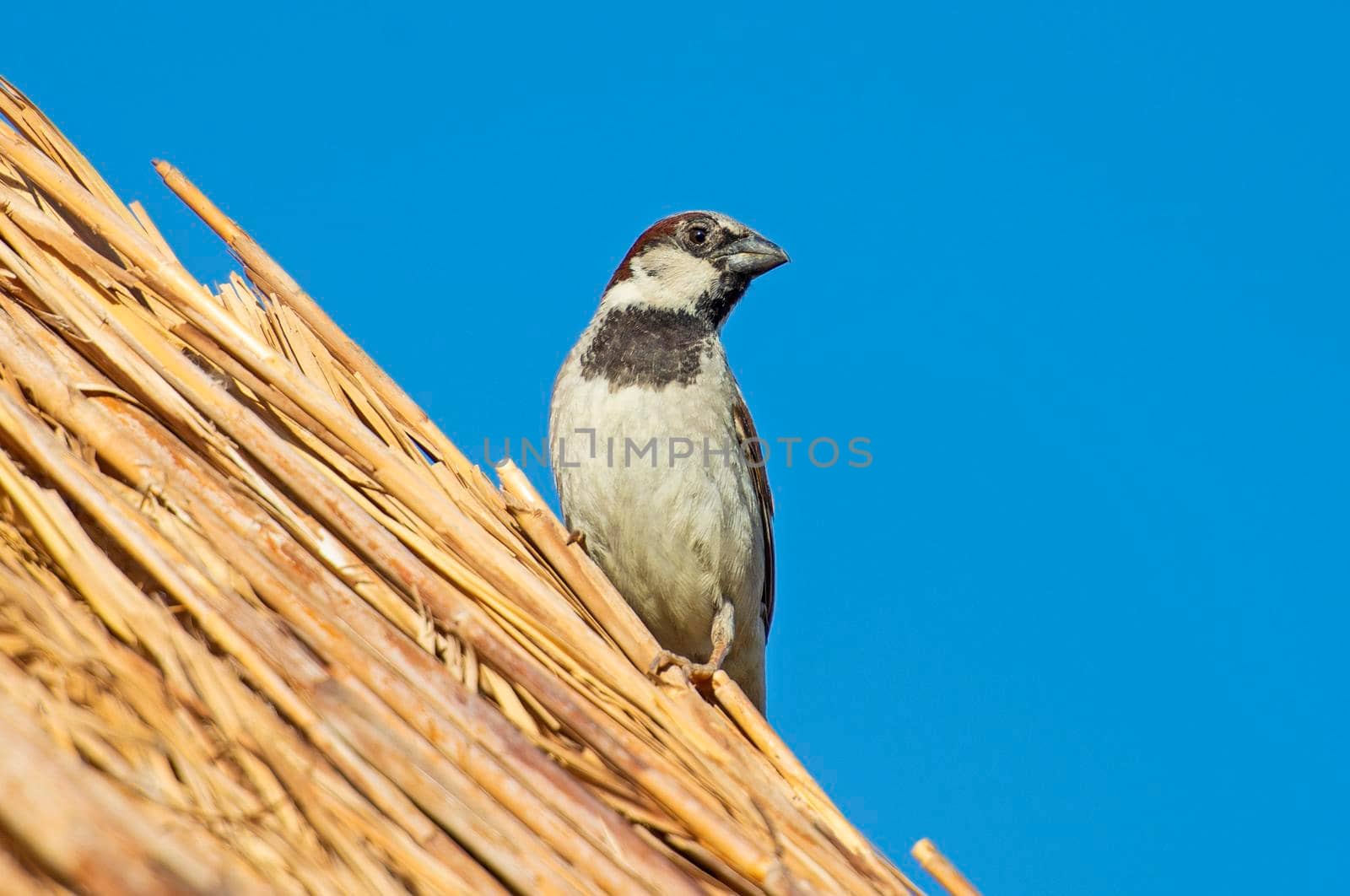 House sparrow passer domesticus stood perched on top of straw thatched roof against blue sky background