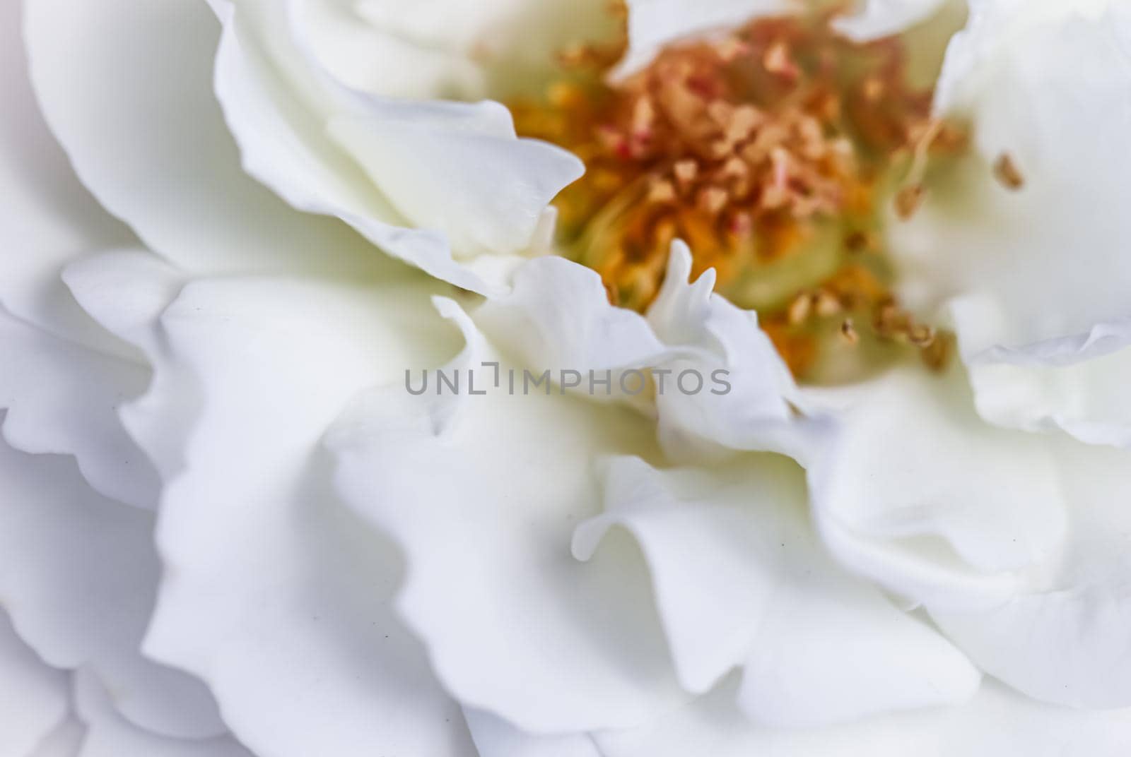 Abstract floral background, white rose flower petals. Macro flowers backdrop for holiday design. Soft focus.