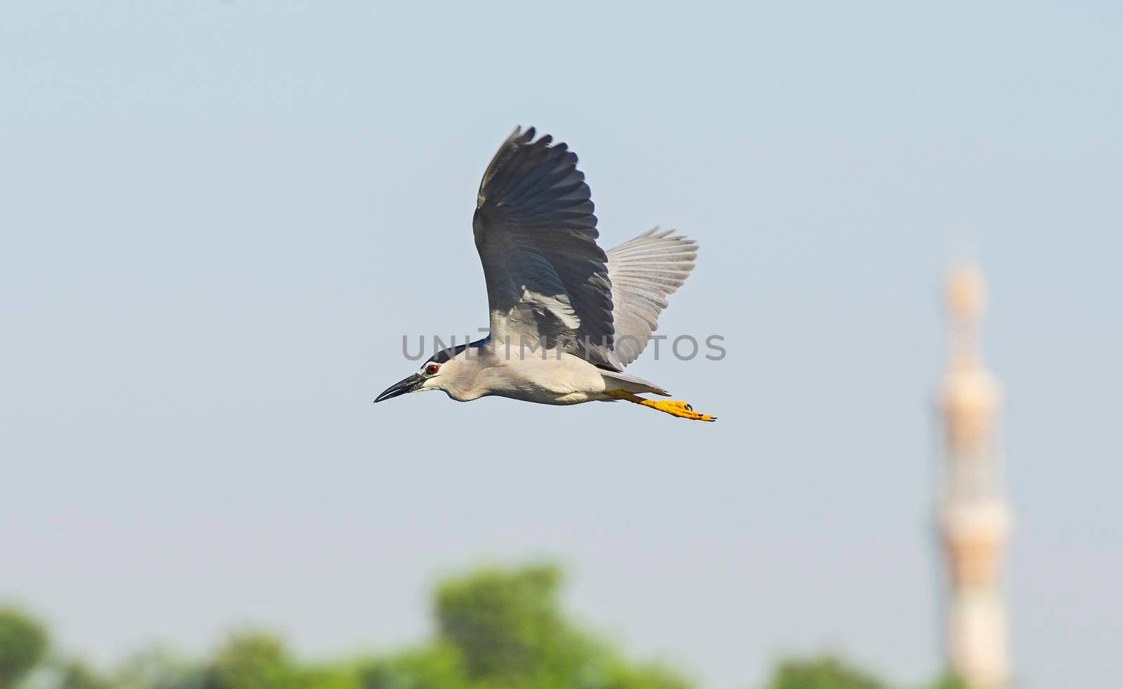 Black-crowned night heron nycticorax nycticorax in flight against blue sky background with minaret tower