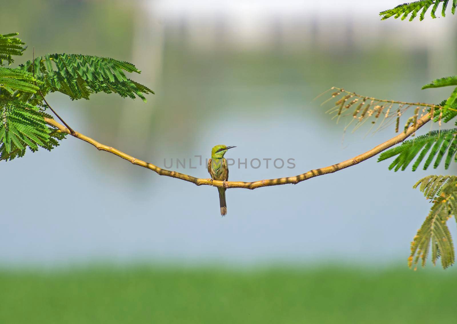 Little Green Bee-eater bird merops orientalis perched on a branch in tree next to river