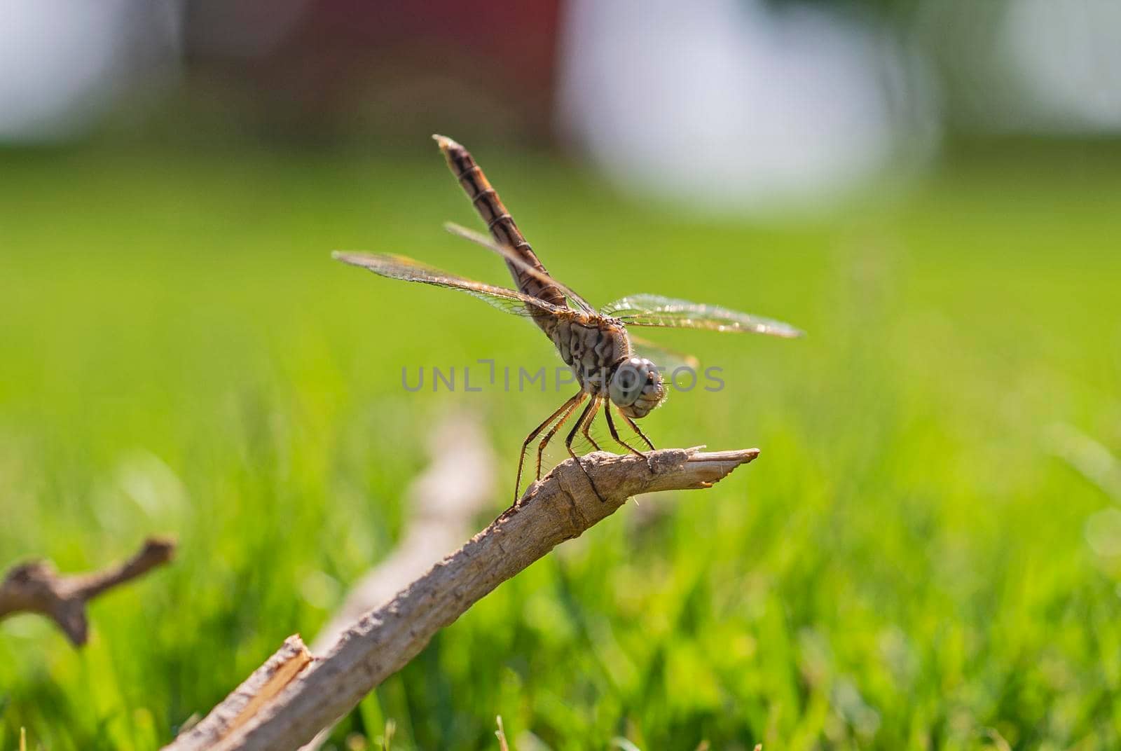 Closeup macro detail of wandering glider dragonfly Pantala flavescens on wooden twig branch above grass in garden