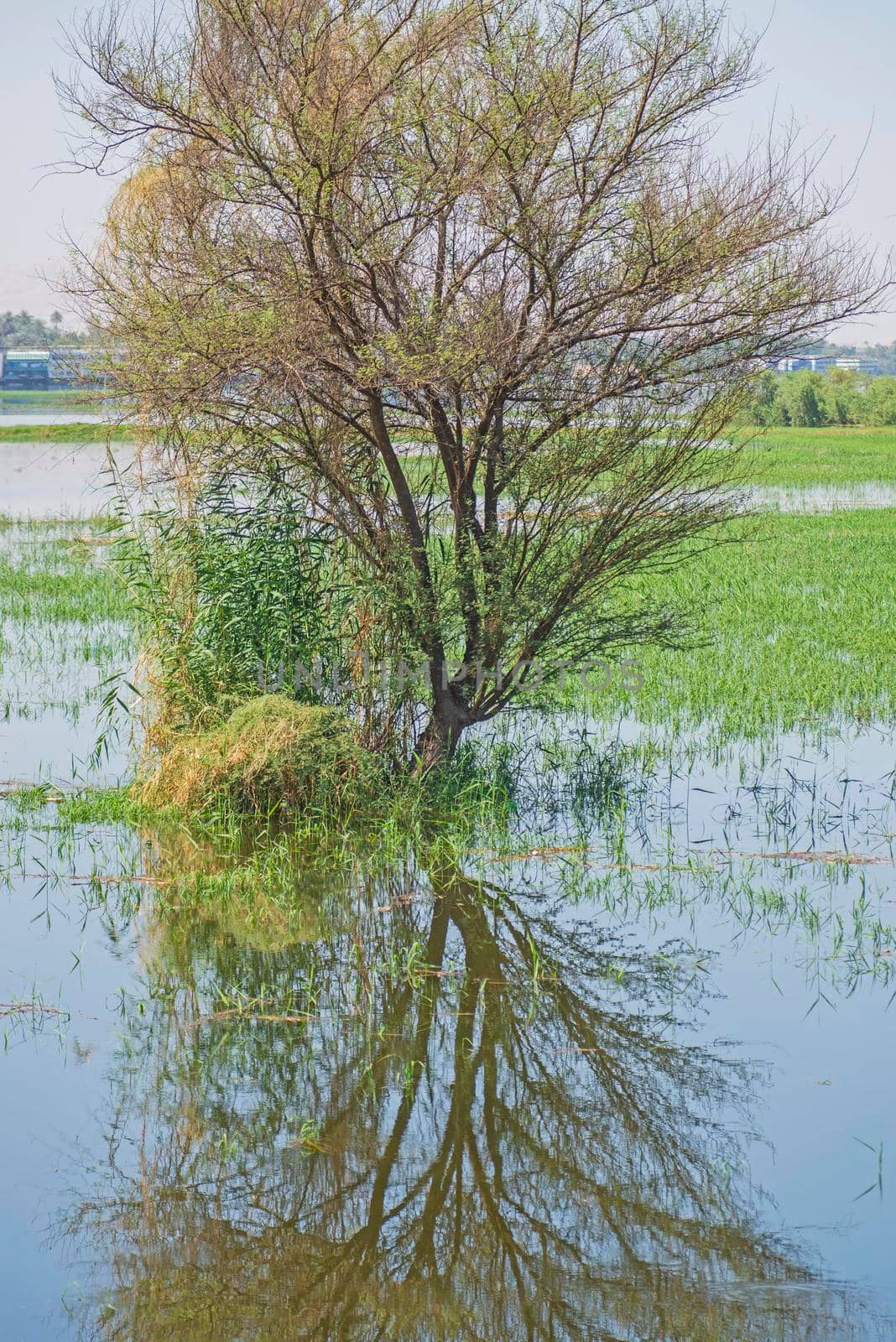 Tree in flooded meadow with reflection by paulvinten