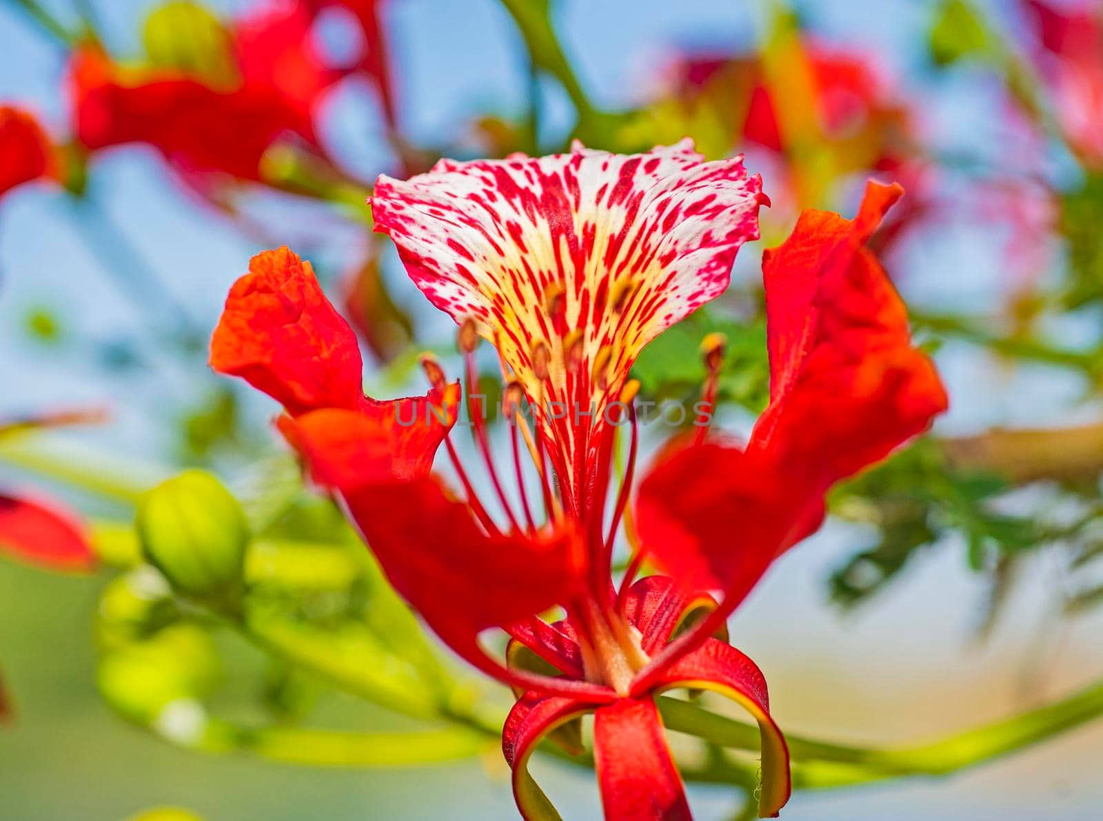 Close-up detail of a red orchid tree bauhinia variegata flower petals and stigma in garden