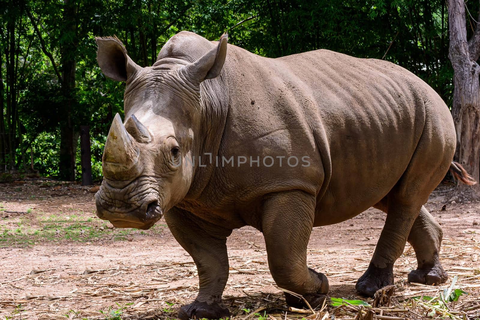 Rhinoceros is a large mammals. by NuwatPhoto