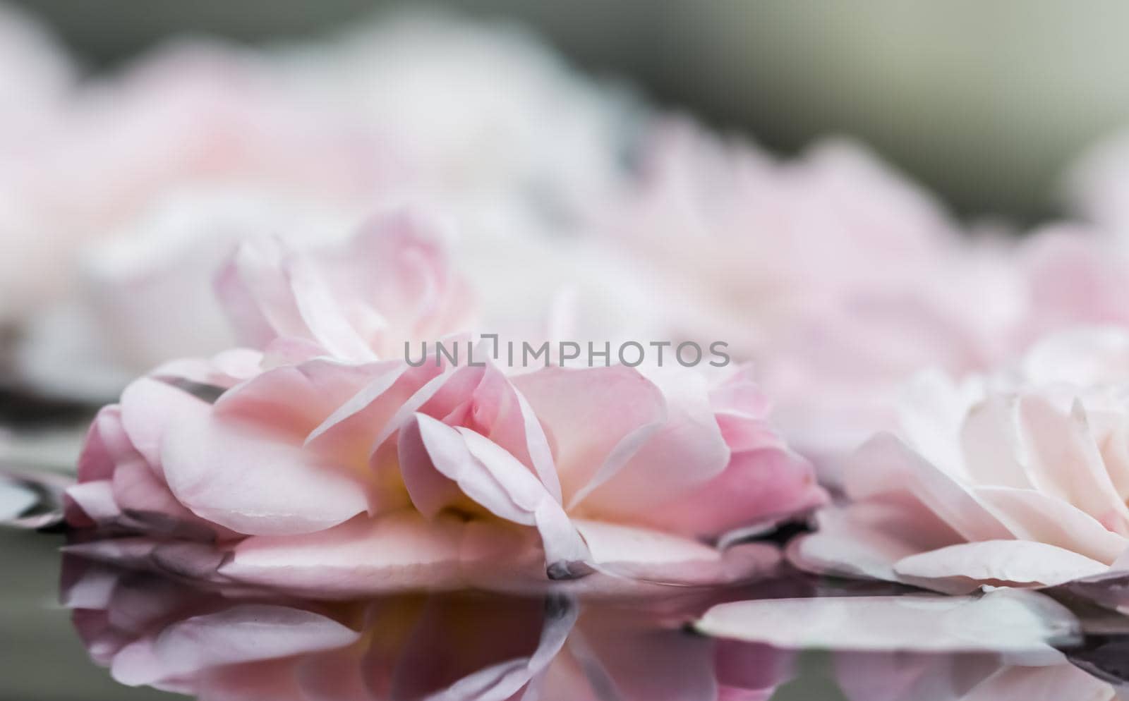 Pale pink rose flowers and white petals on the water. For a water festival or spa