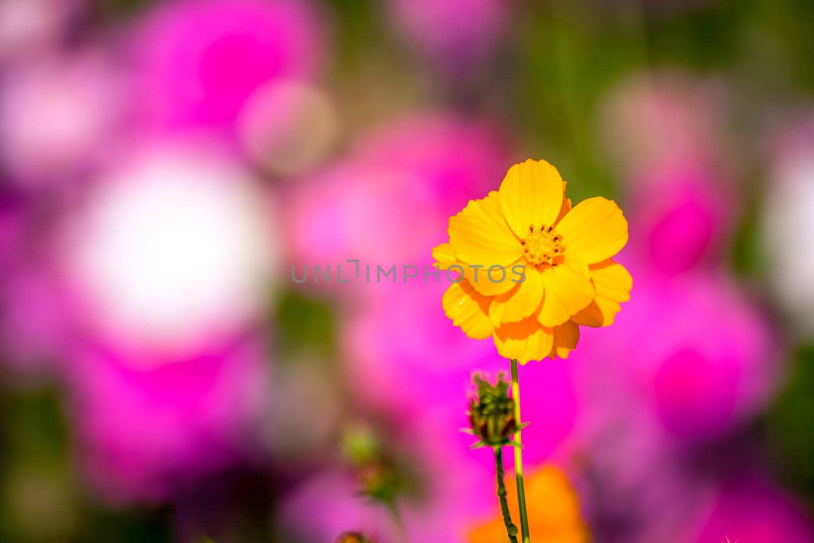 Beautiful Cosmos flowers. by NuwatPhoto