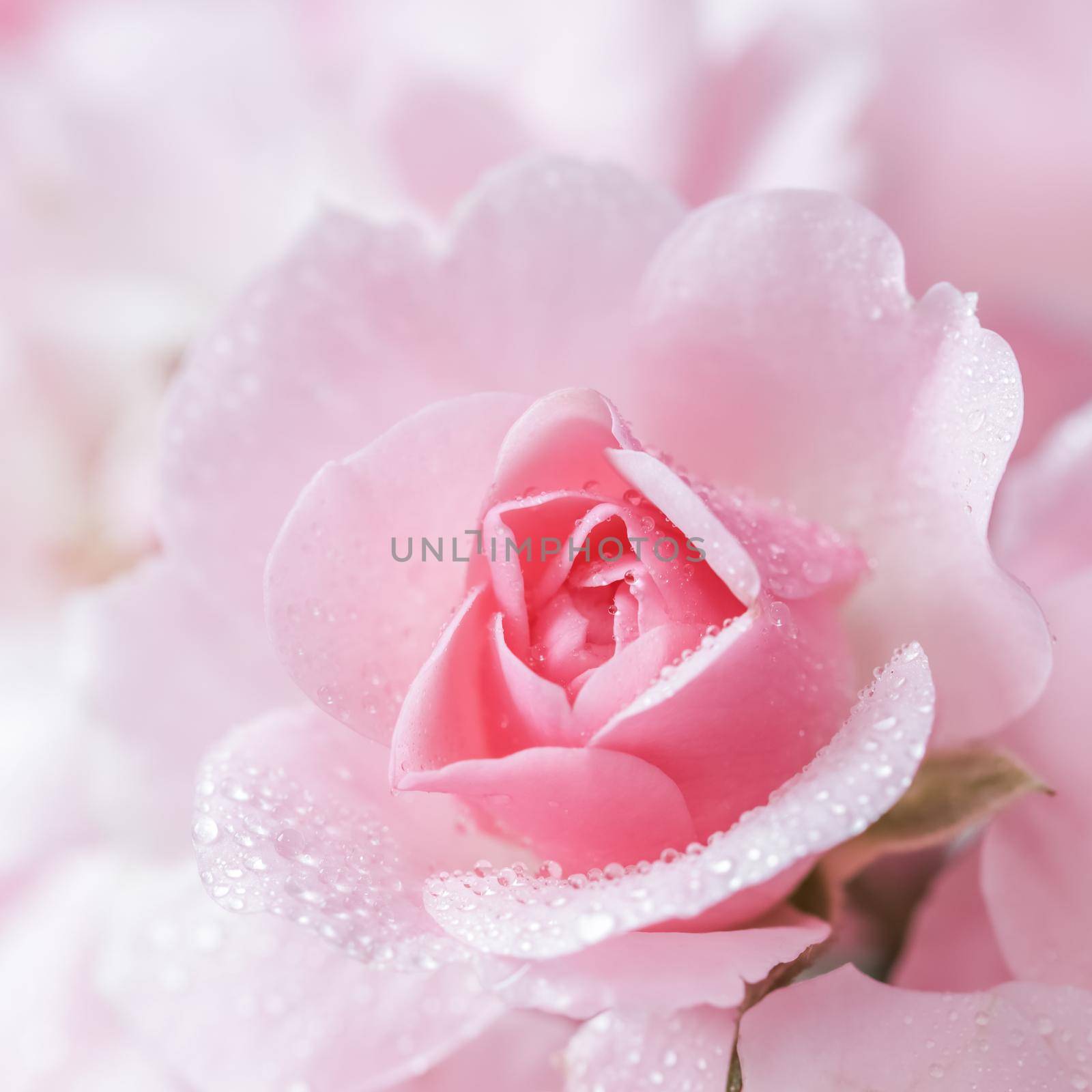 Beautiful pink rose with water drops. Can be used as background. Soft focus. Romantic style