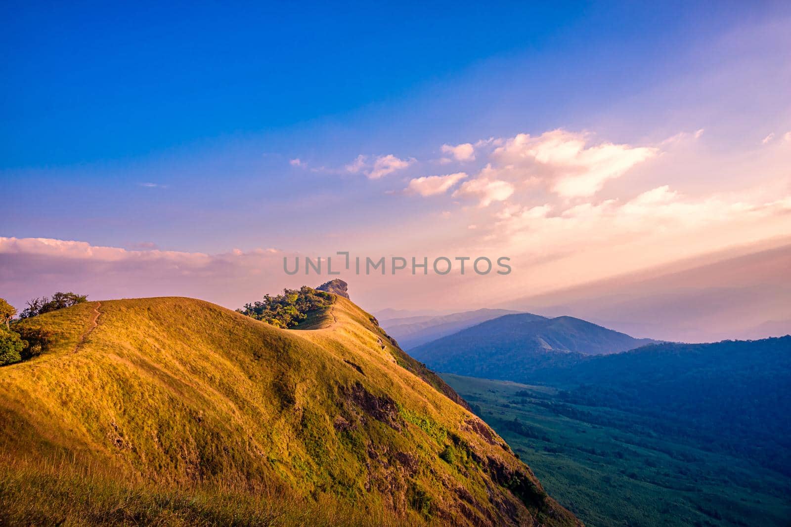 Beautiful landscape golden meadow on Mon Chong mount, Chiang Mai, Thailand. by NuwatPhoto