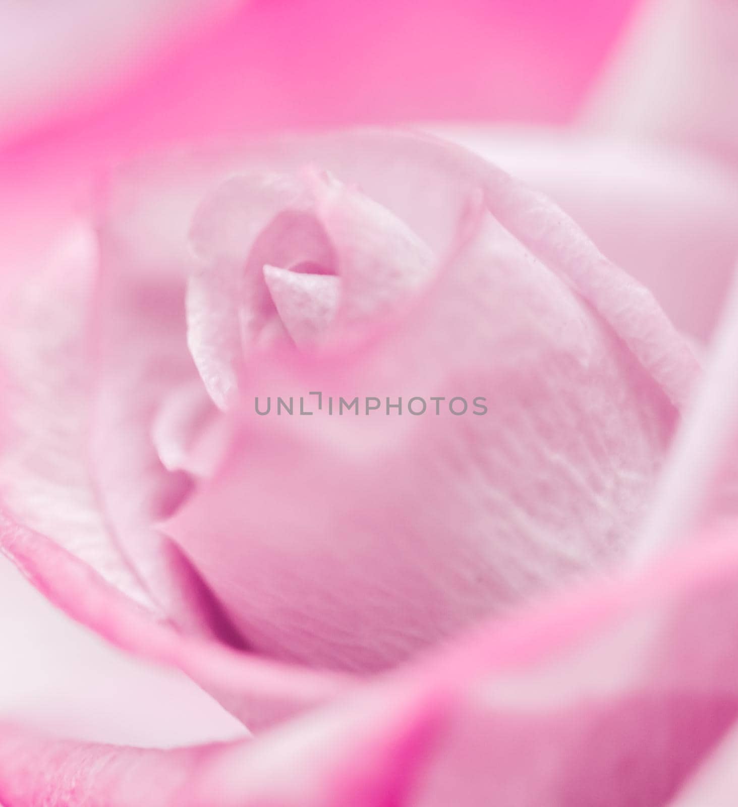 Botanical concept, wedding invitation card - Soft focus, abstract floral background, purple rose flower. Macro flowers backdrop for holiday brand design